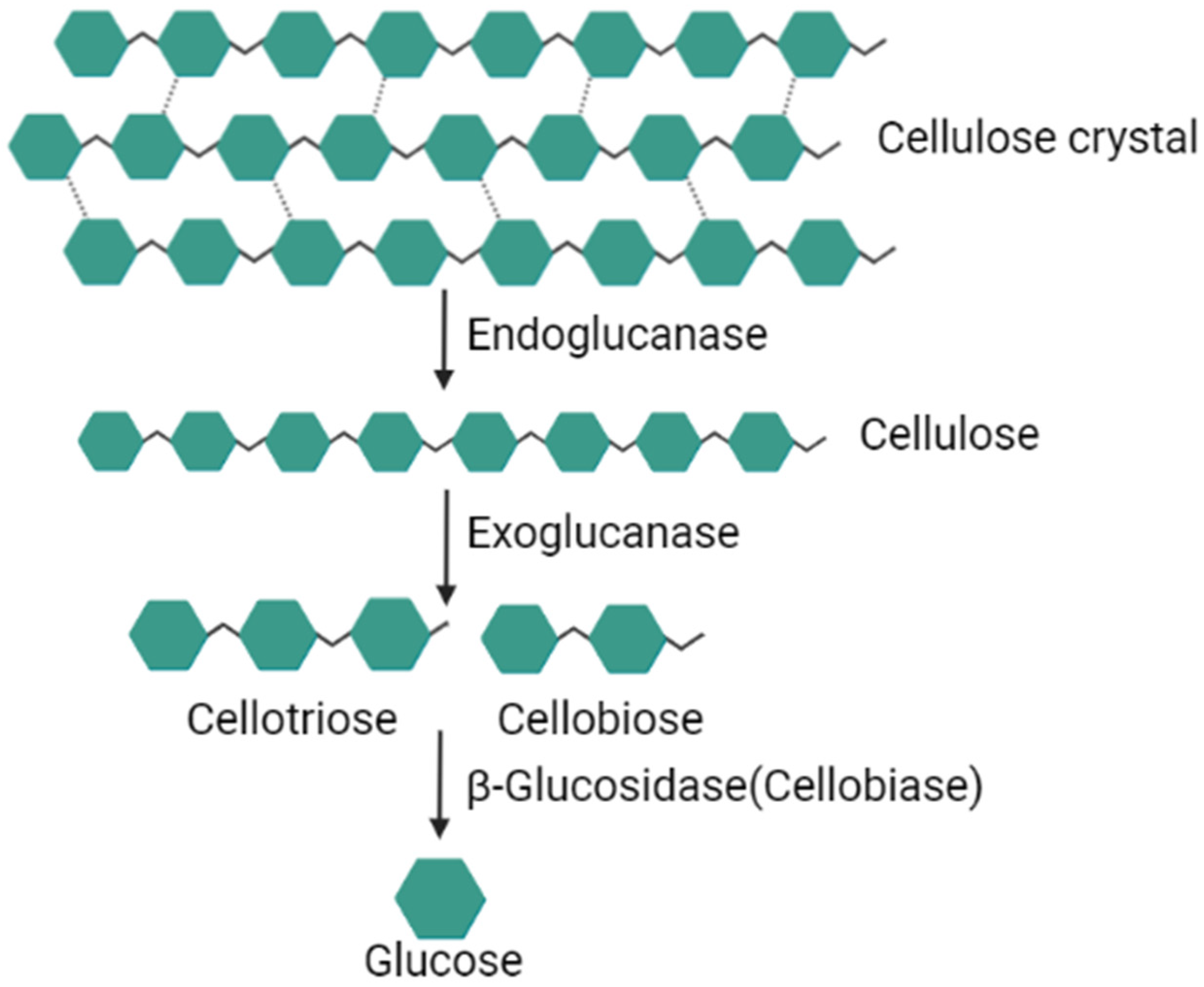 Animals 12 03020 g002