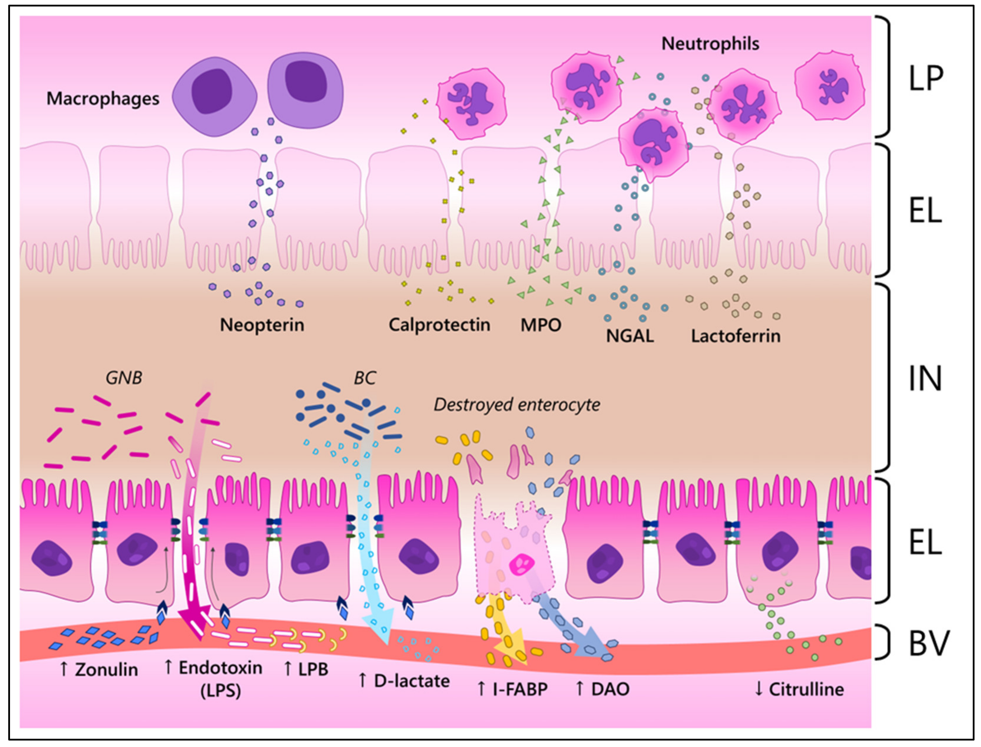 Animals 12 03036 g002