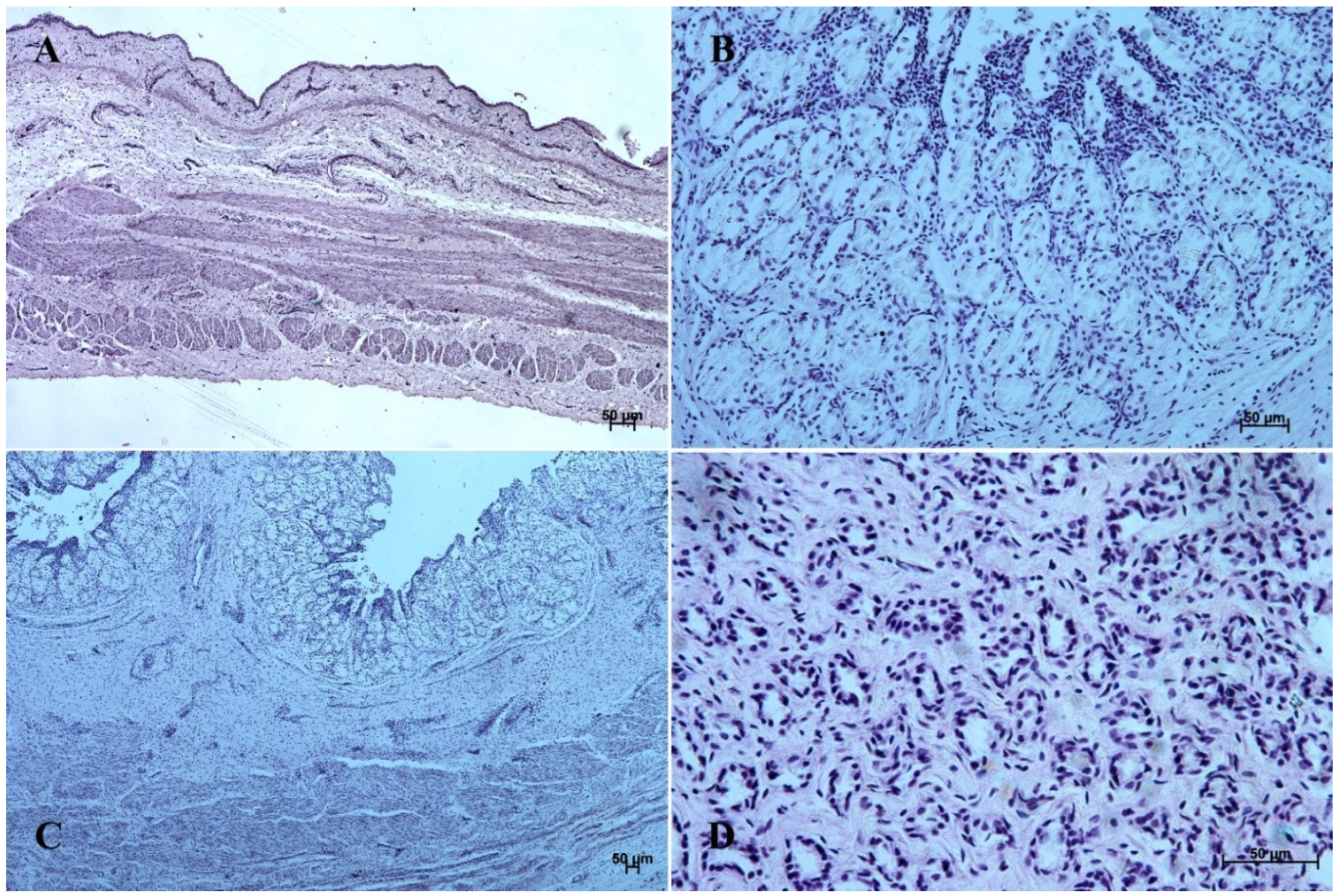 Animals 12 03047 g004