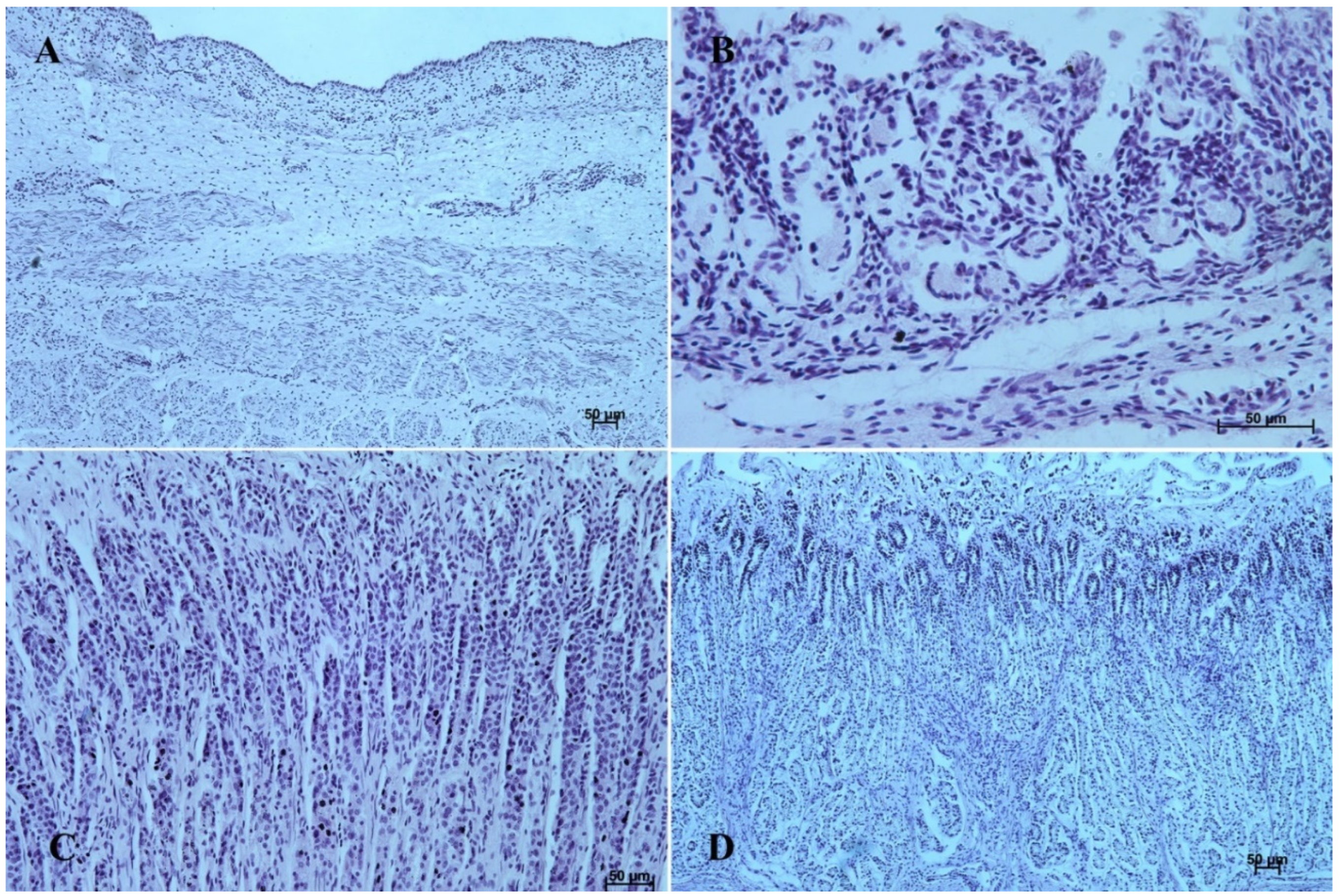 Animals 12 03047 g006