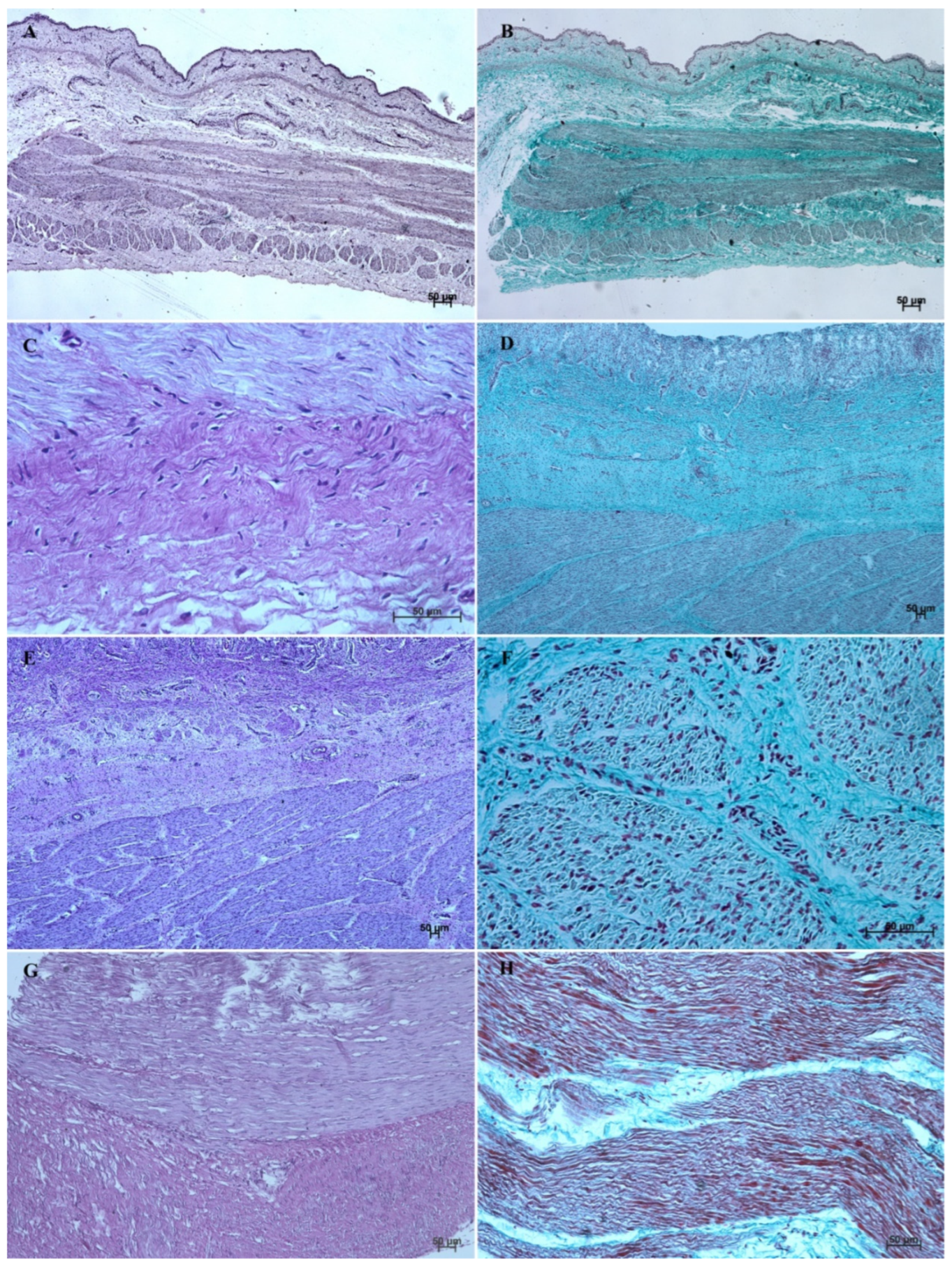 Animals 12 03047 g010