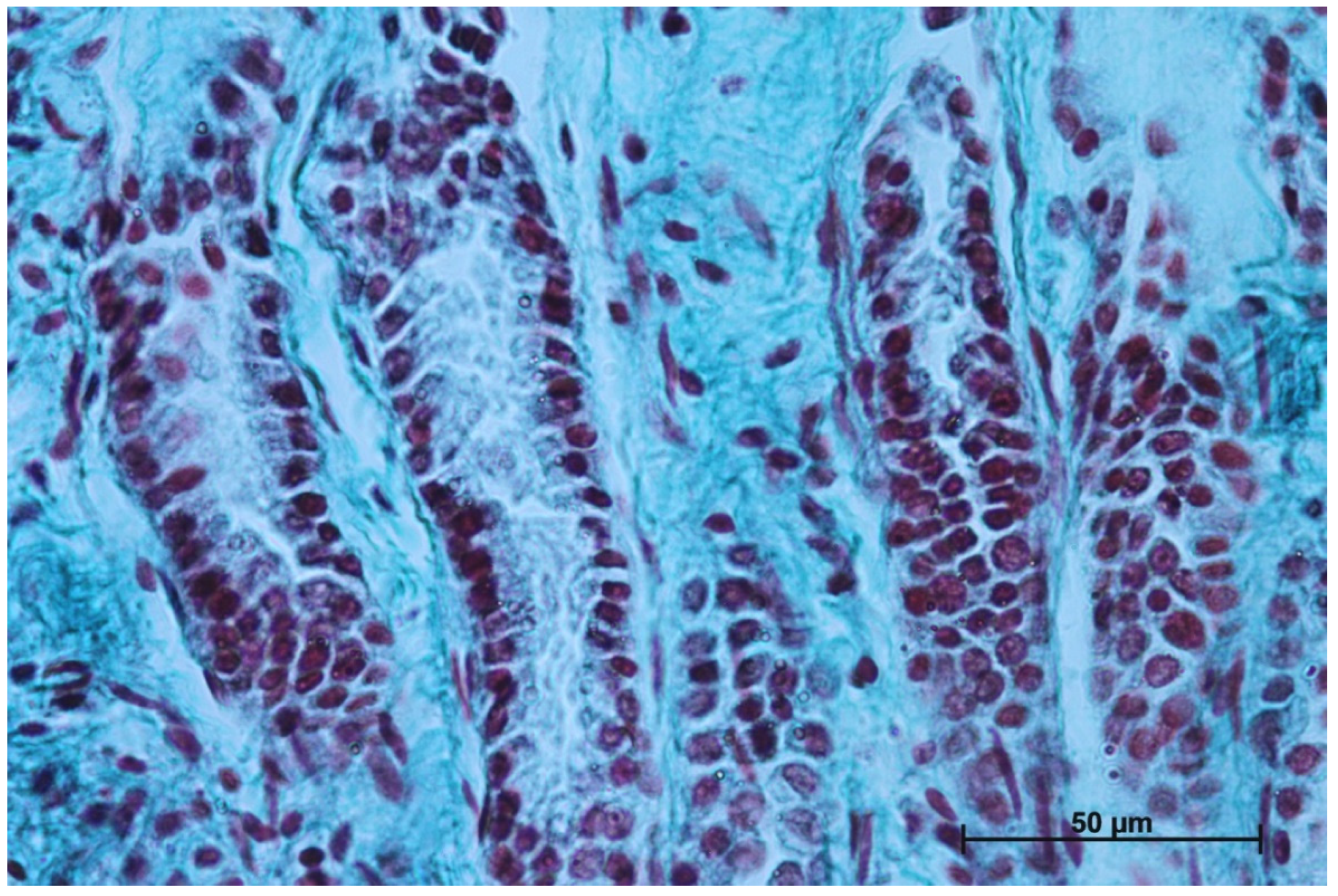 Animals 12 03047 g011