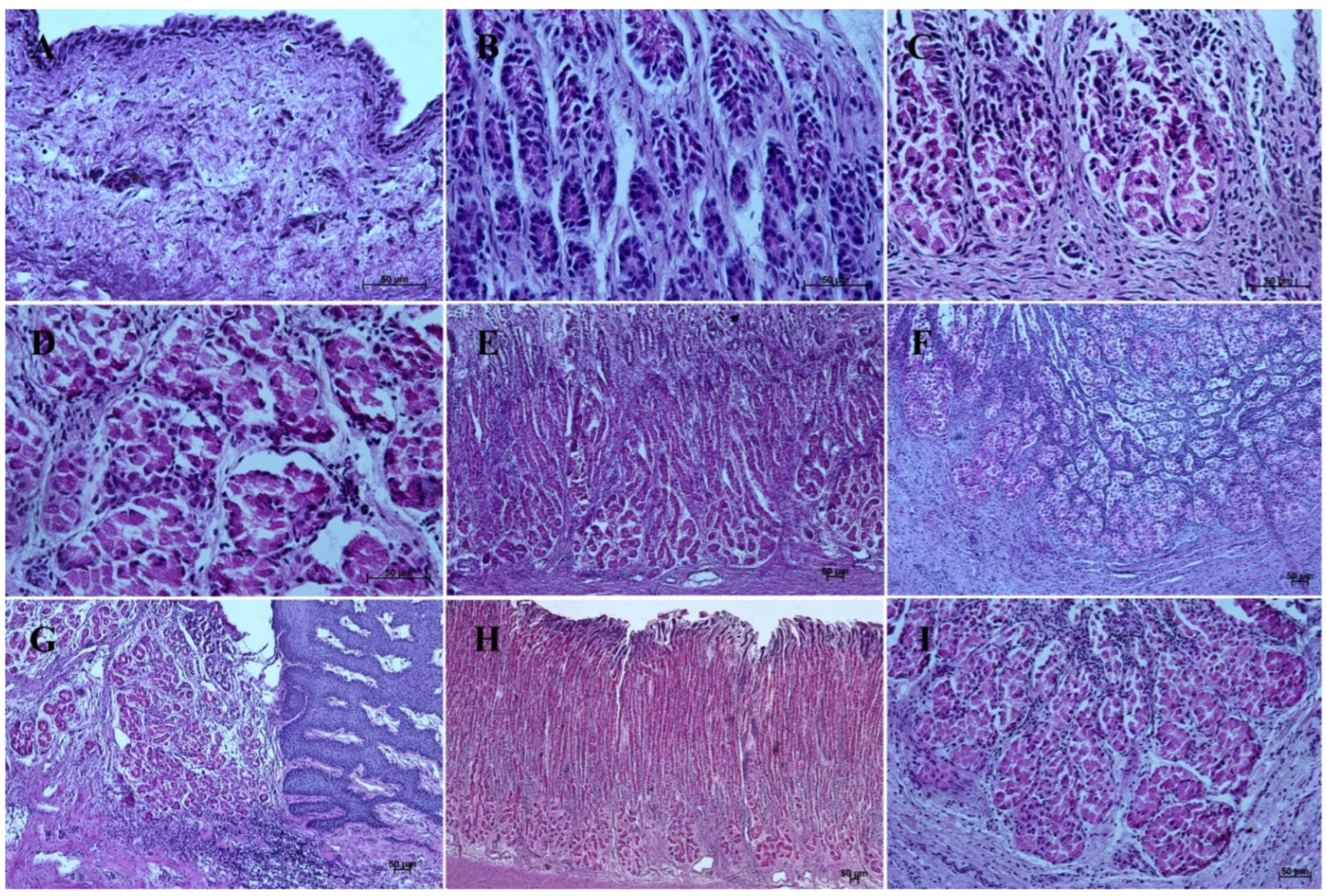 Animals 12 03047 g012