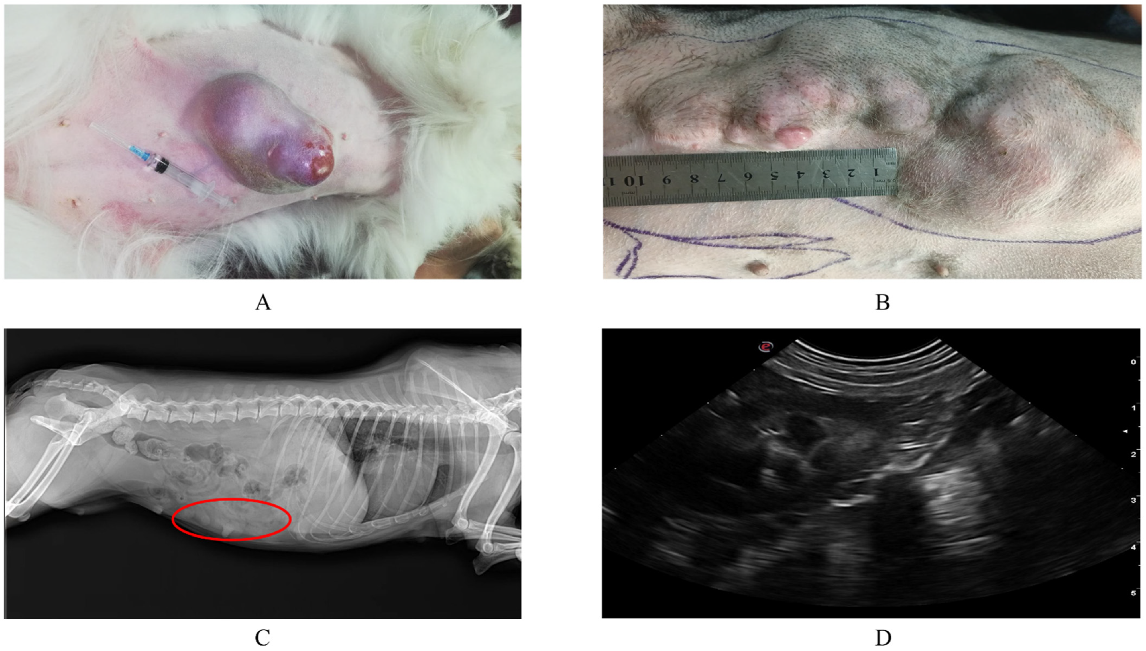Animals 12 03050 g001