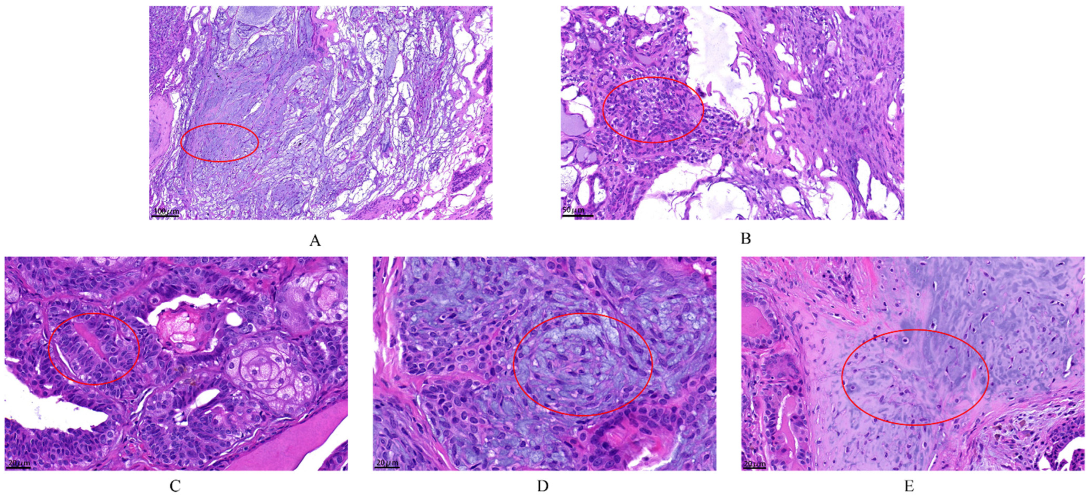 Animals 12 03050 g002