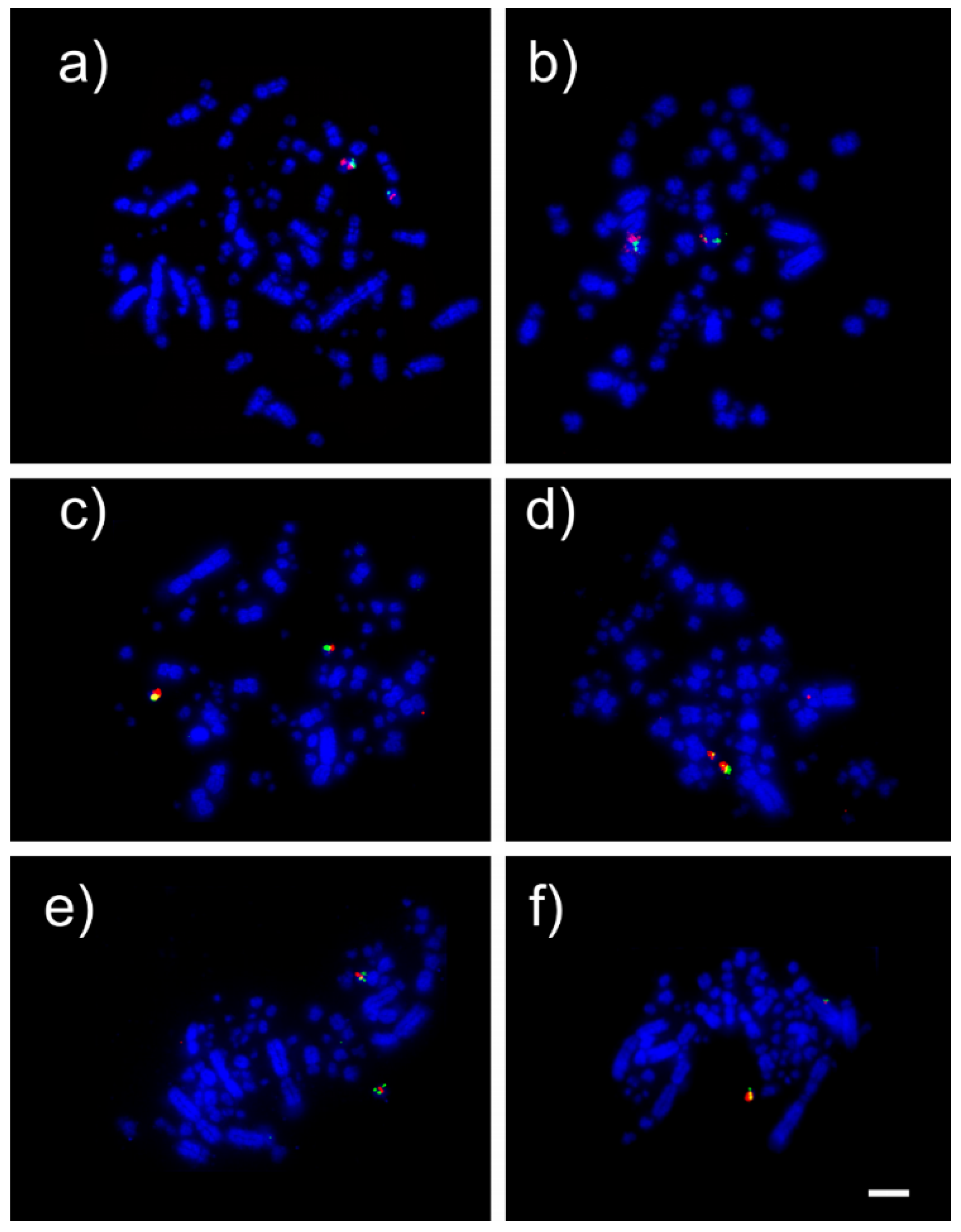 Animals 12 03052 g002