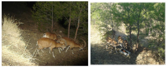 Animals 12 03060 g0a2