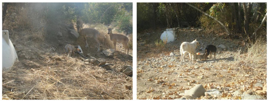 Animals 12 03060 g0a3