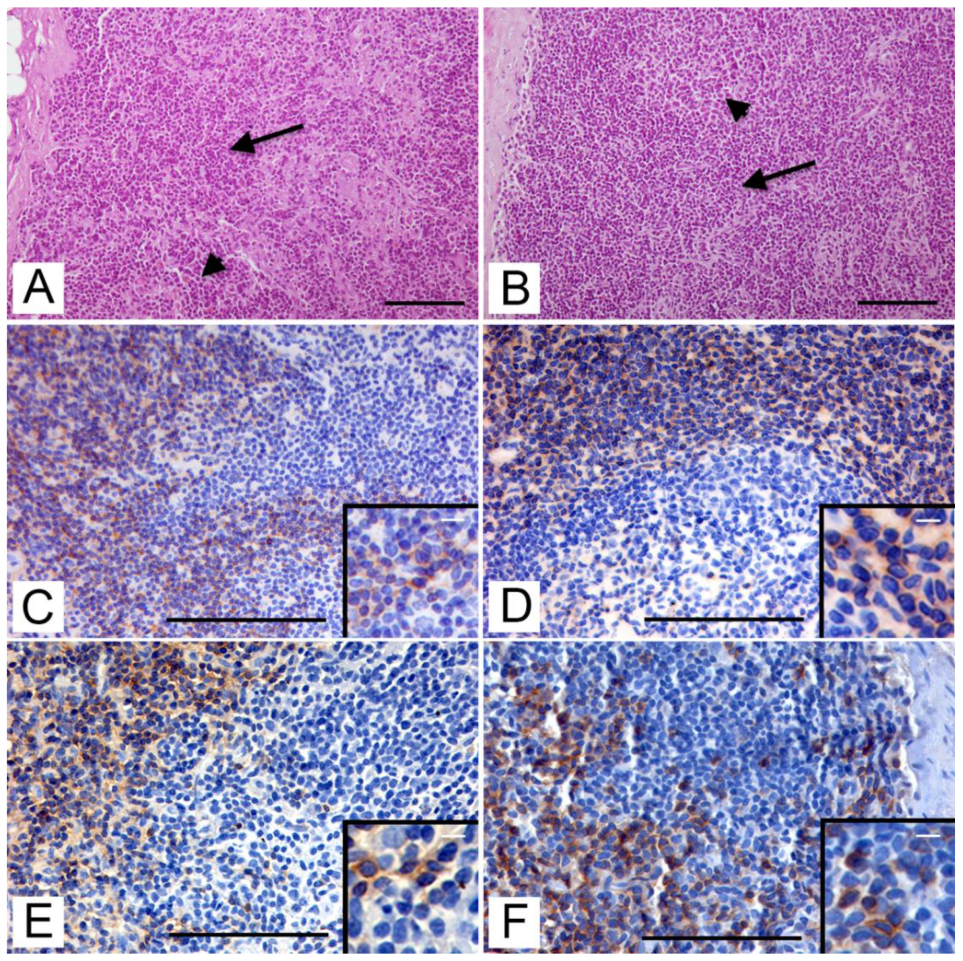 Animals 12 03064 g002 Animals 12 03064 g002