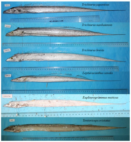 Animals 12 03078 g0a4