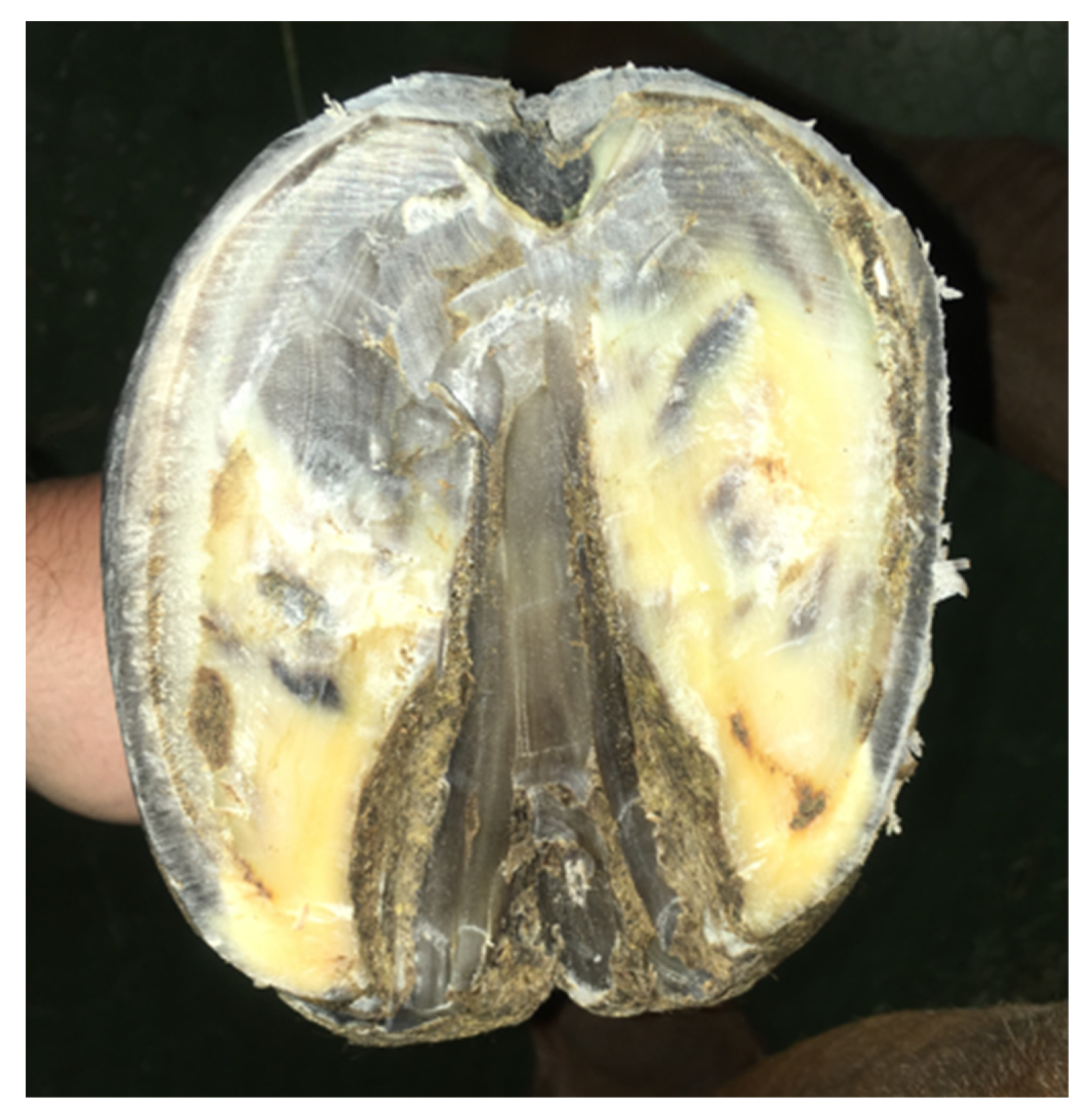 Animals 12 03090 g002