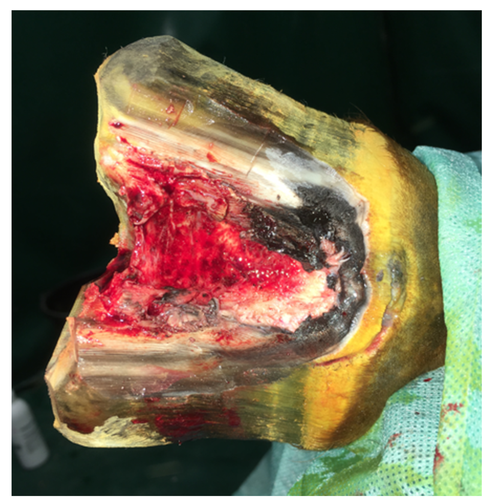 Animals 12 03090 g004