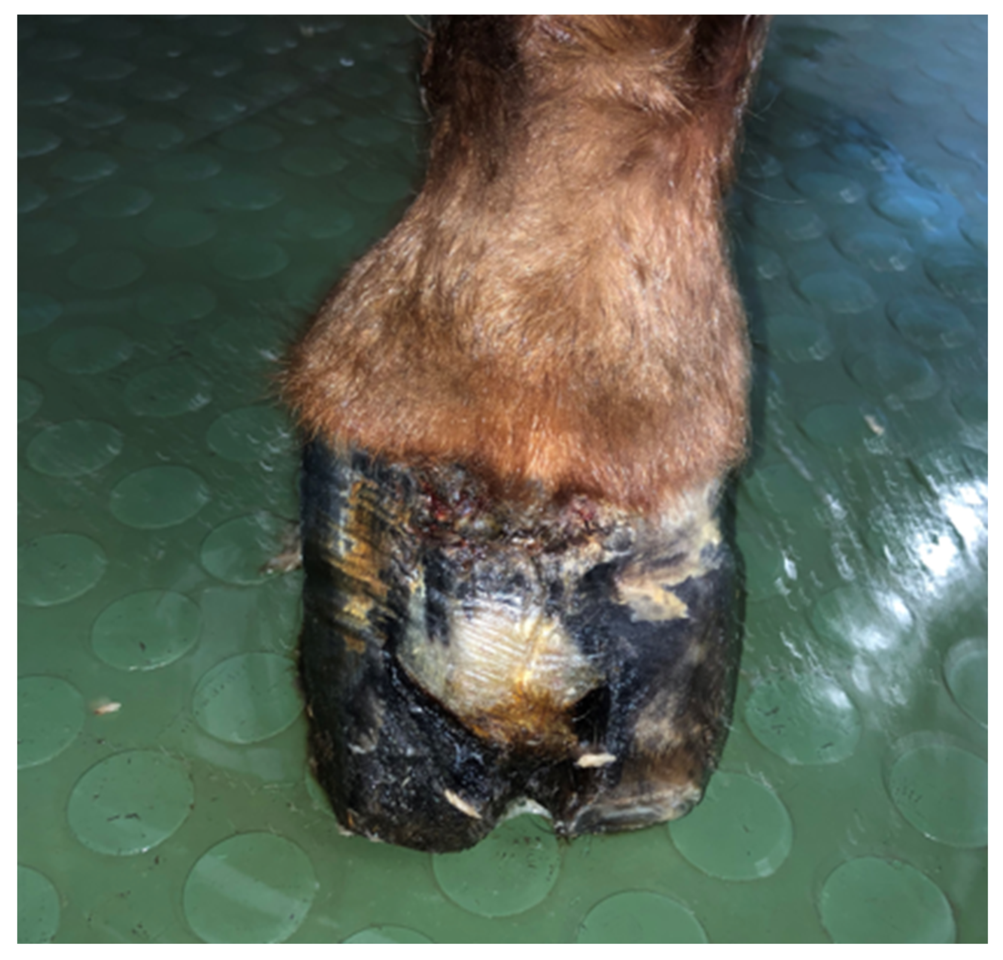 Animals 12 03090 g007