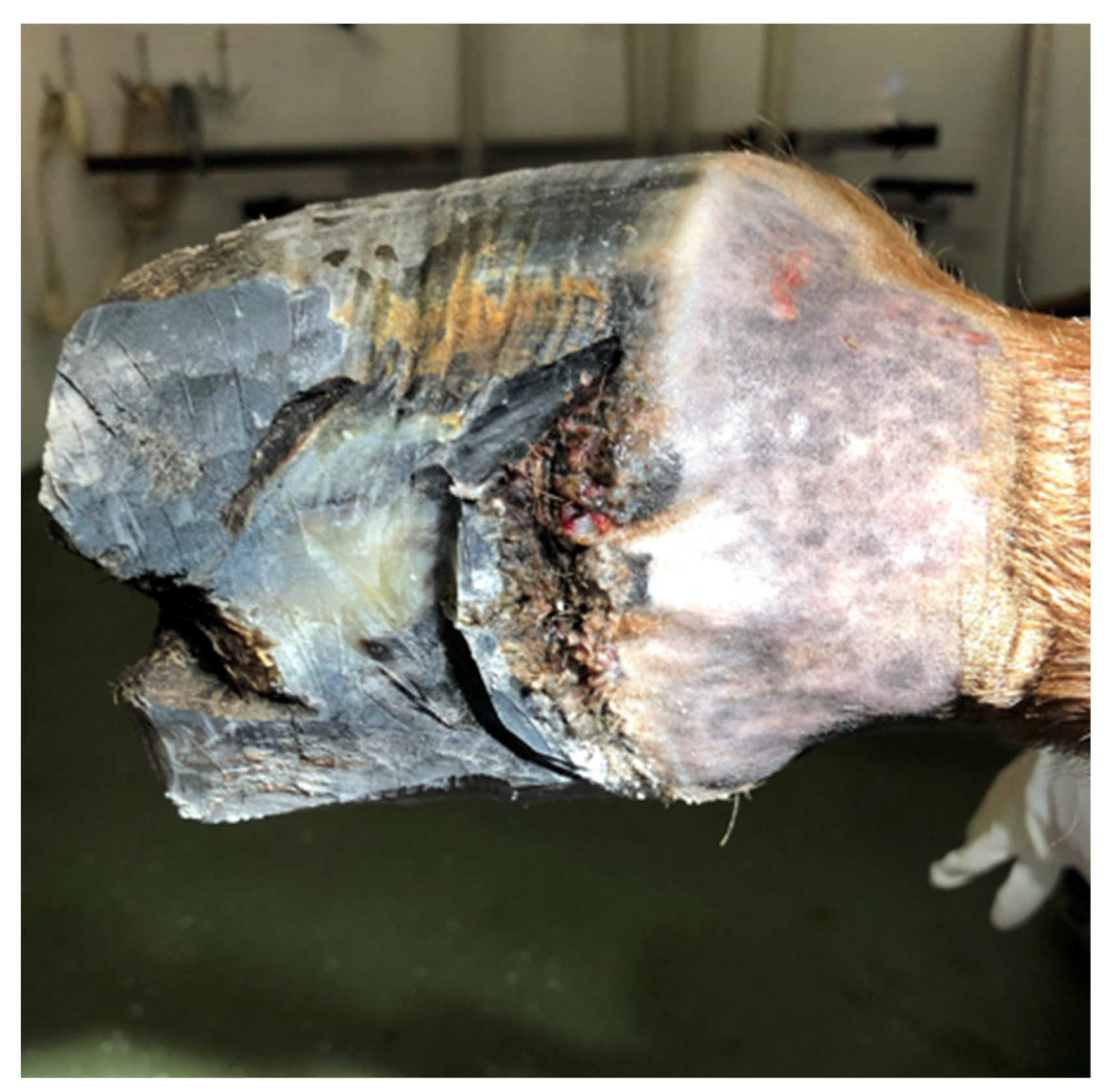 Animals 12 03090 g008