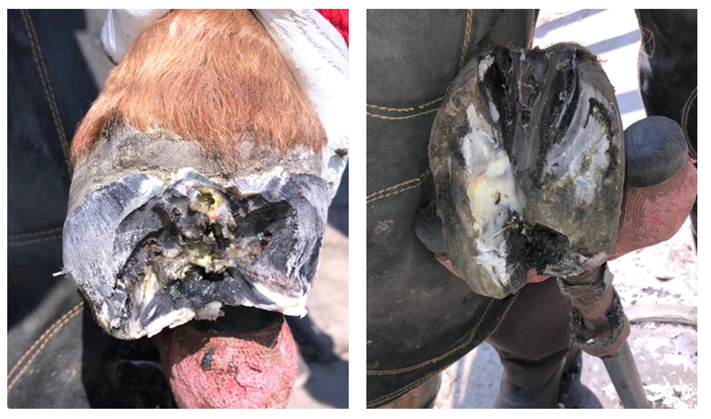 Animals 12 03090 g011