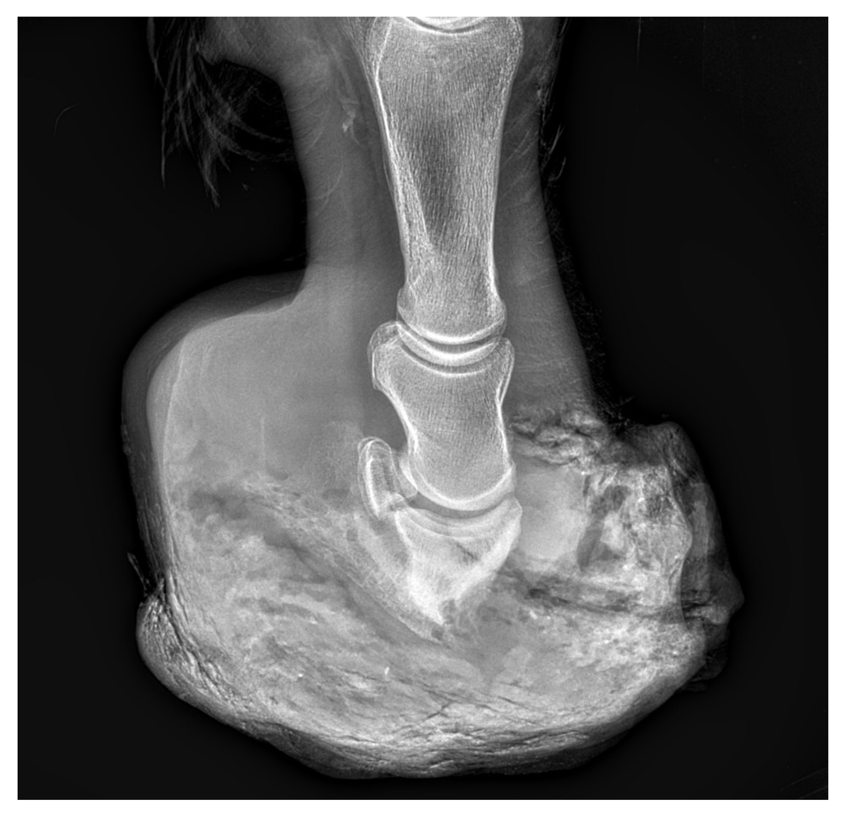 Animals 12 03090 g012