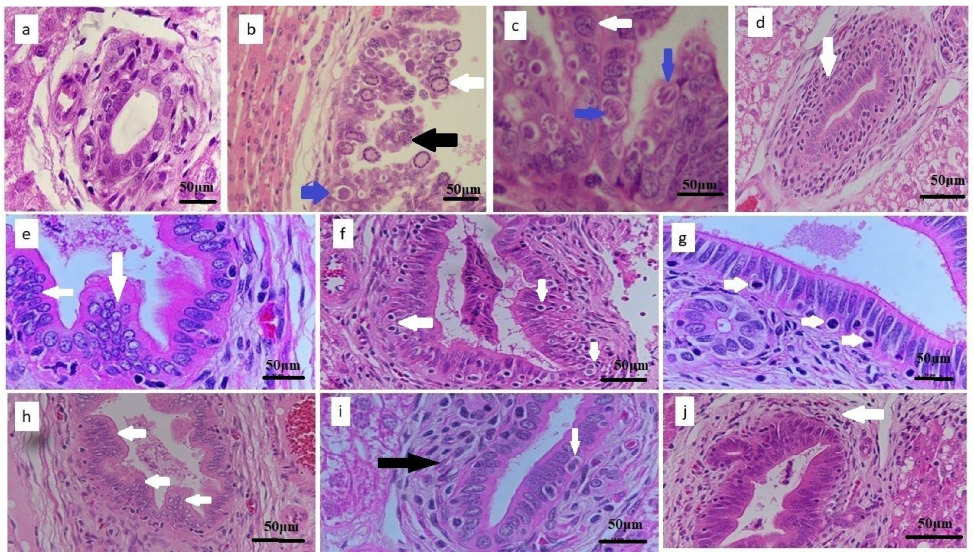 Animals 12 03098 g004