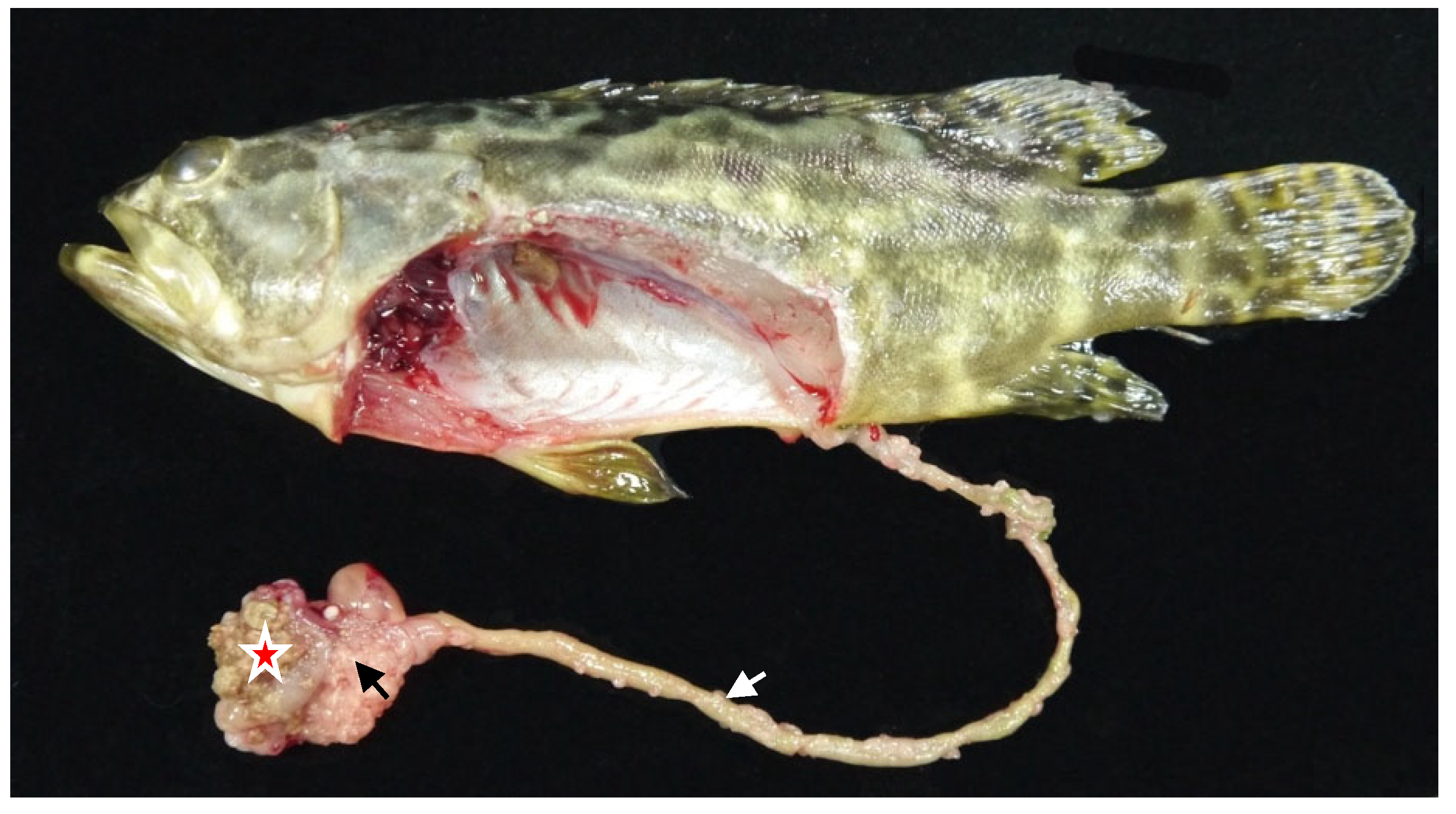 Animals 12 03172 g002 Animals 12 03172 g002