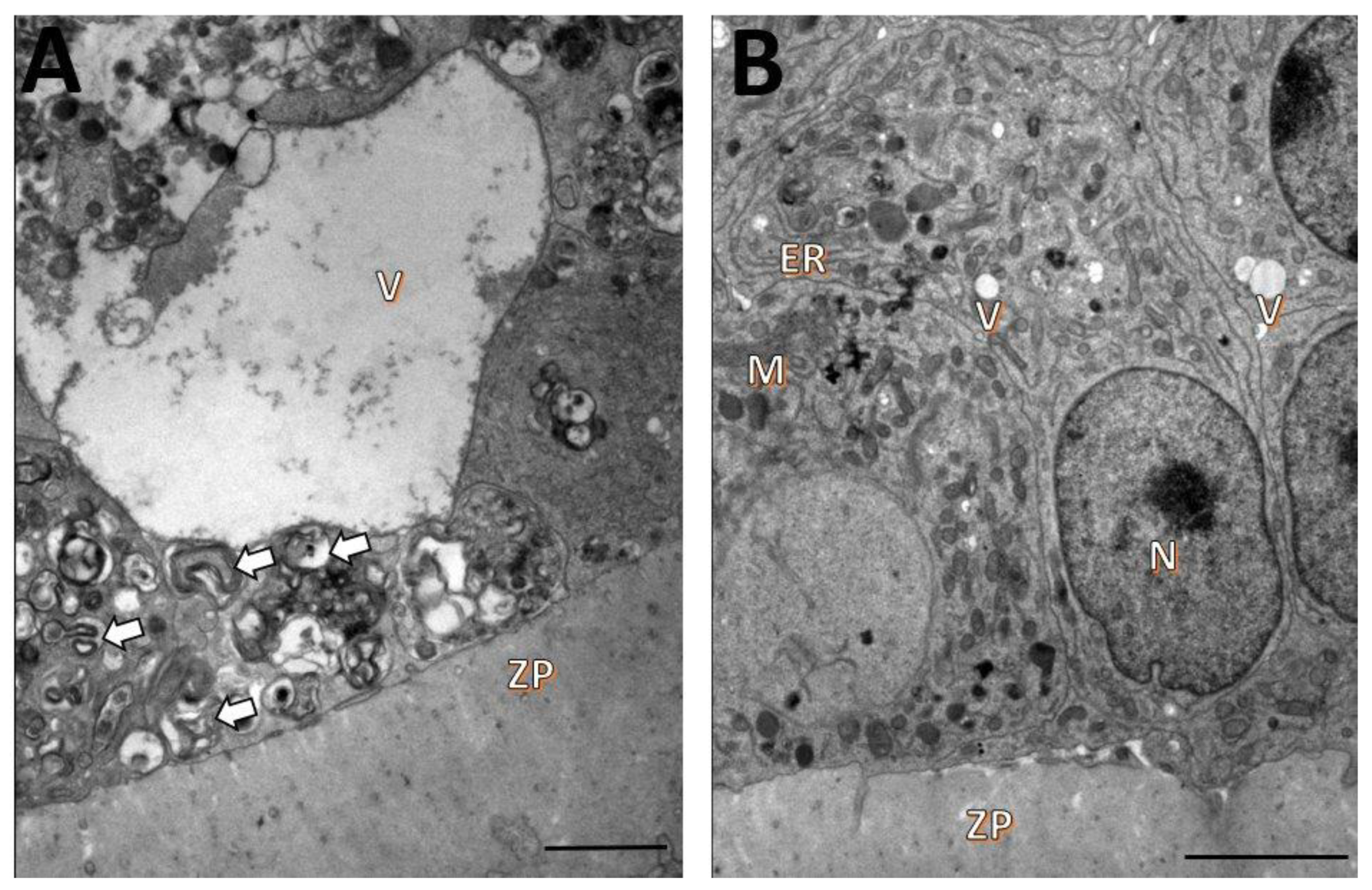 Animals 12 03190 g003 Animals 12 03190 g003