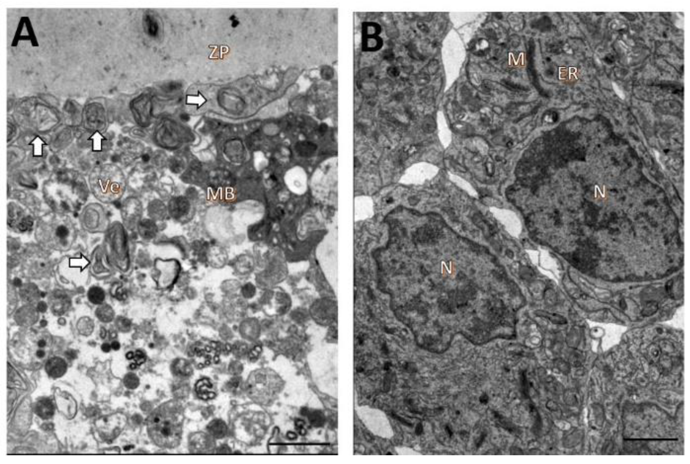 Animals 12 03190 g004 Animals 12 03190 g004