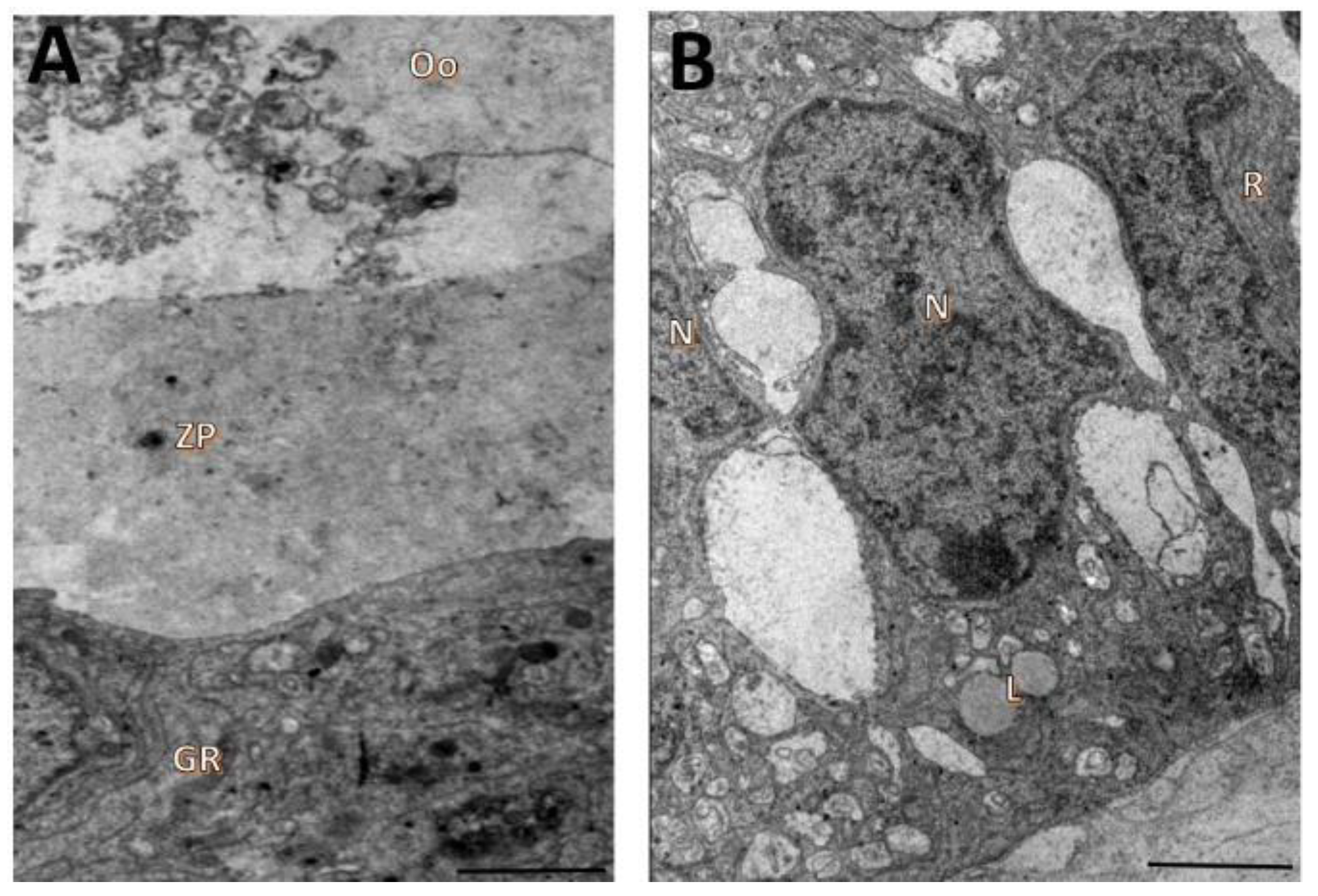 Animals 12 03190 g006 Animals 12 03190 g006