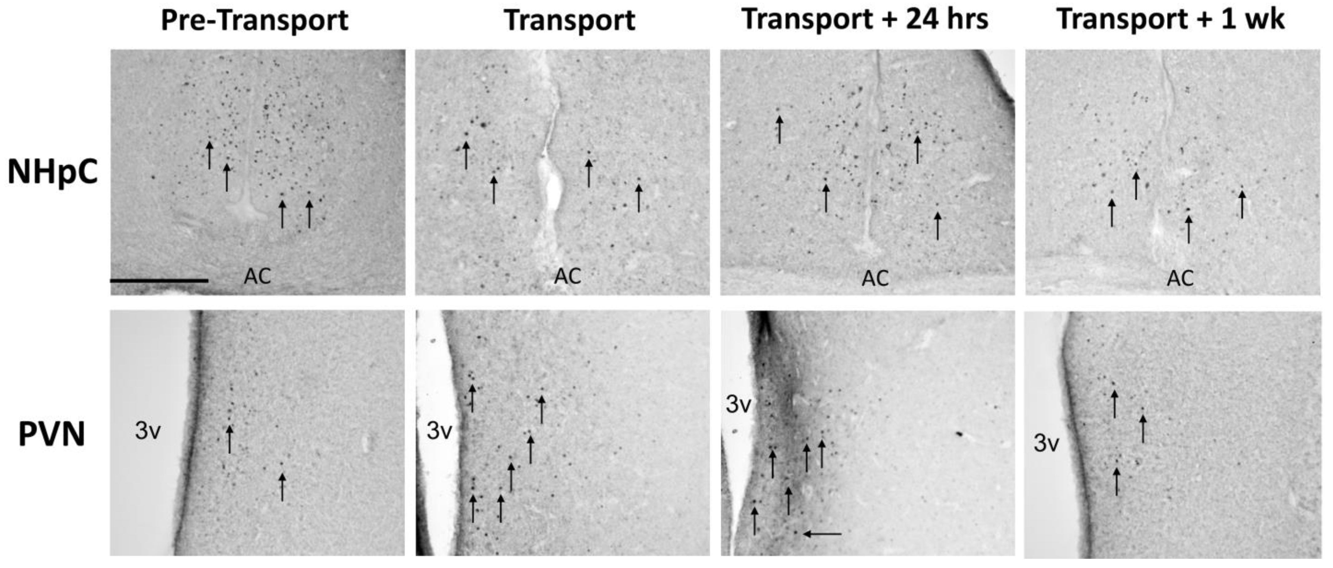 Animals 12 03213 g003