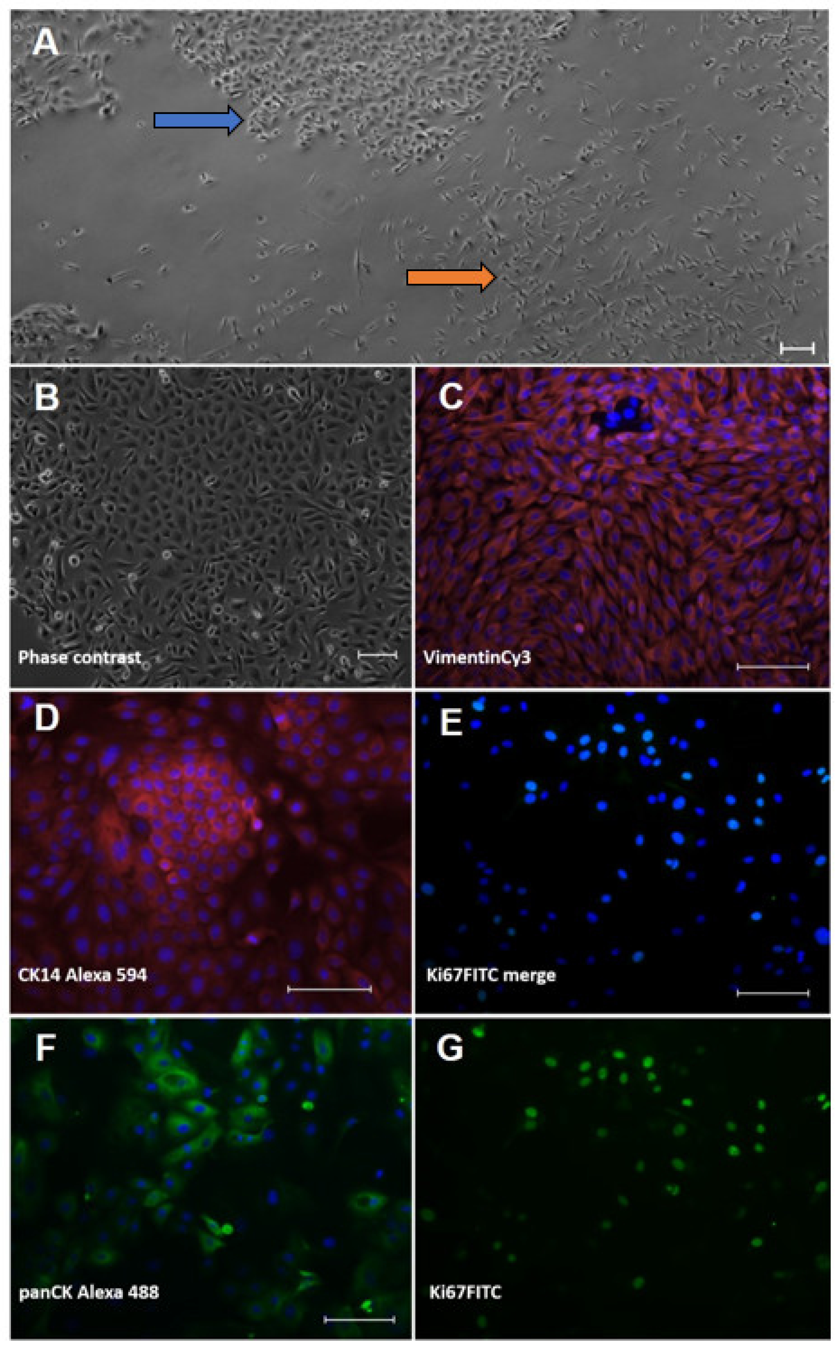 Animals 12 03235 g001