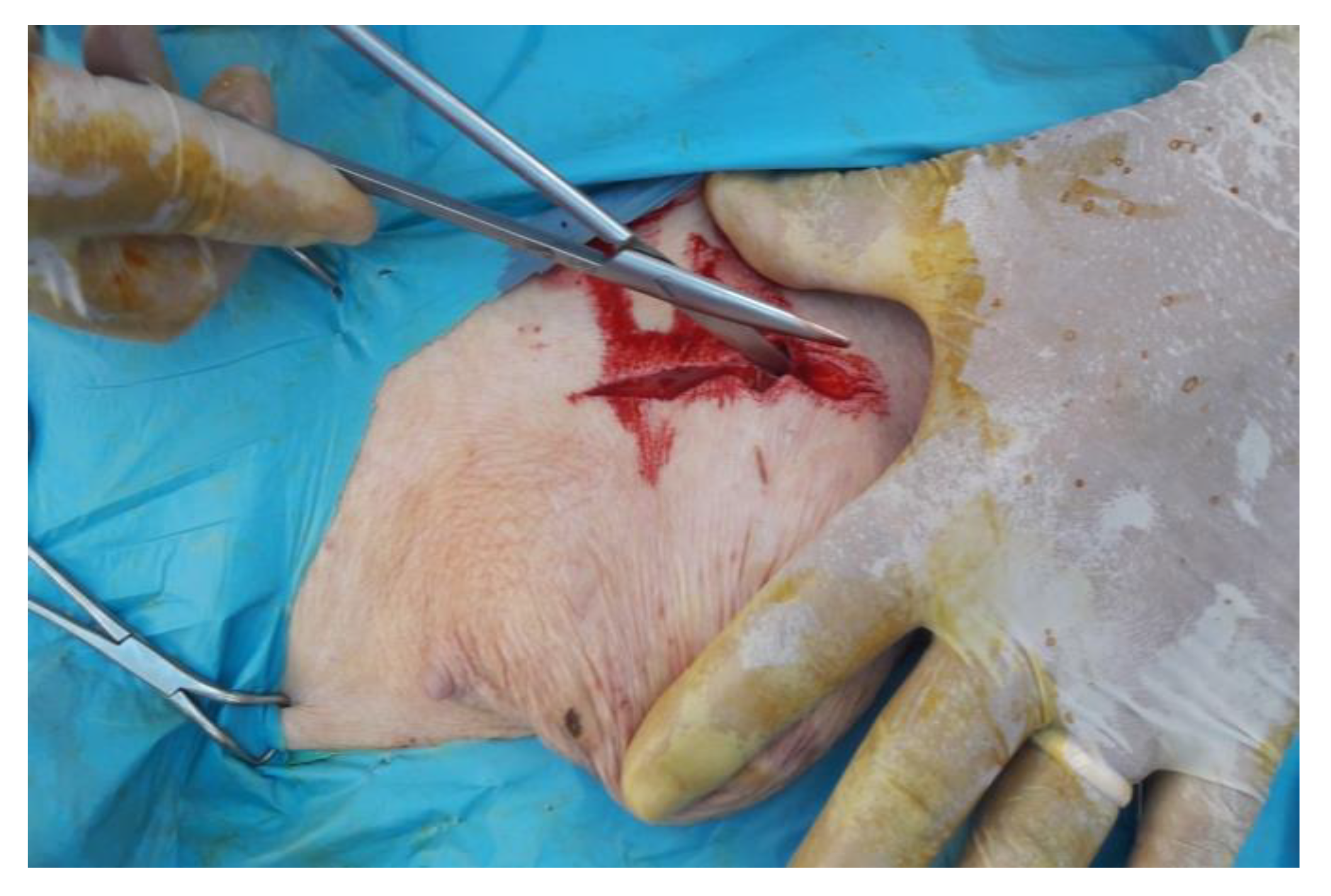 Animals 12 03240 g002 Animals 12 03240 g002