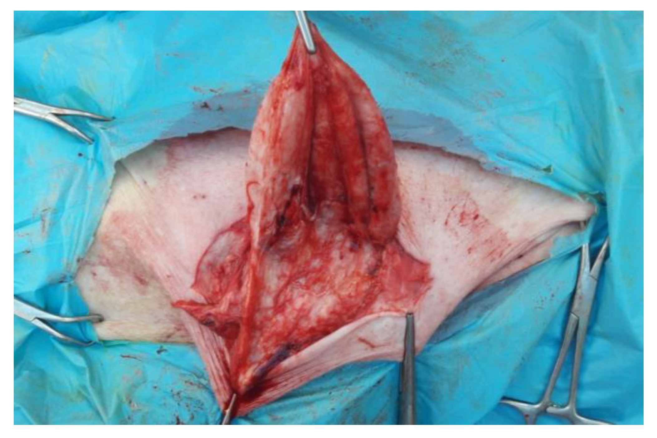 Animals 12 03240 g003 Animals 12 03240 g003