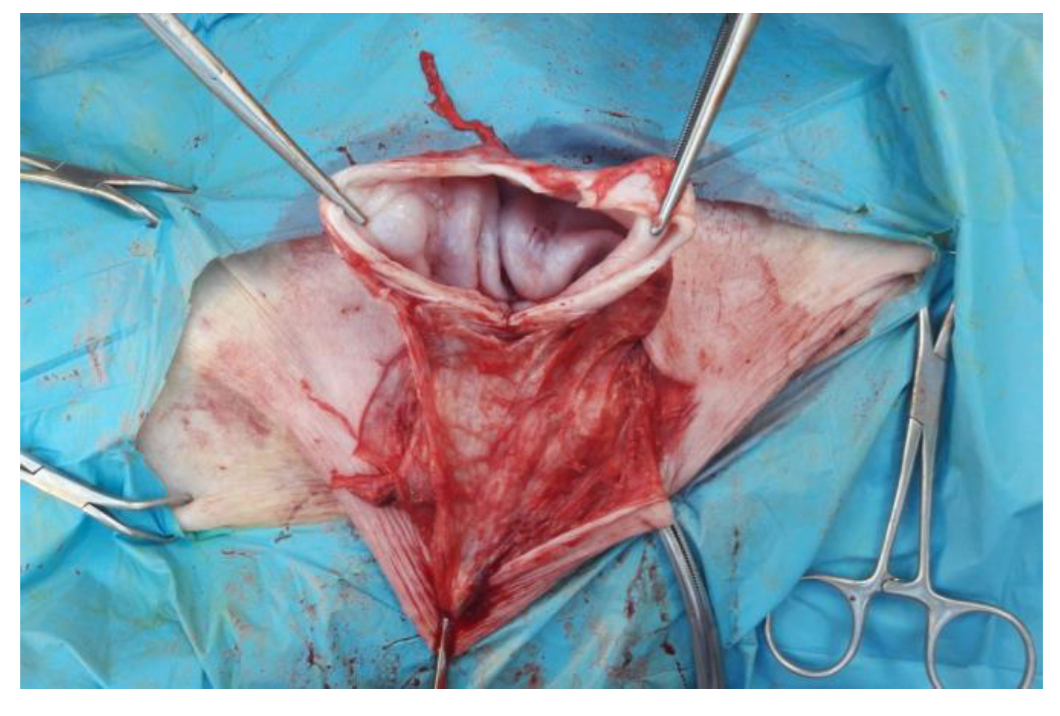 Animals 12 03240 g004 Animals 12 03240 g004