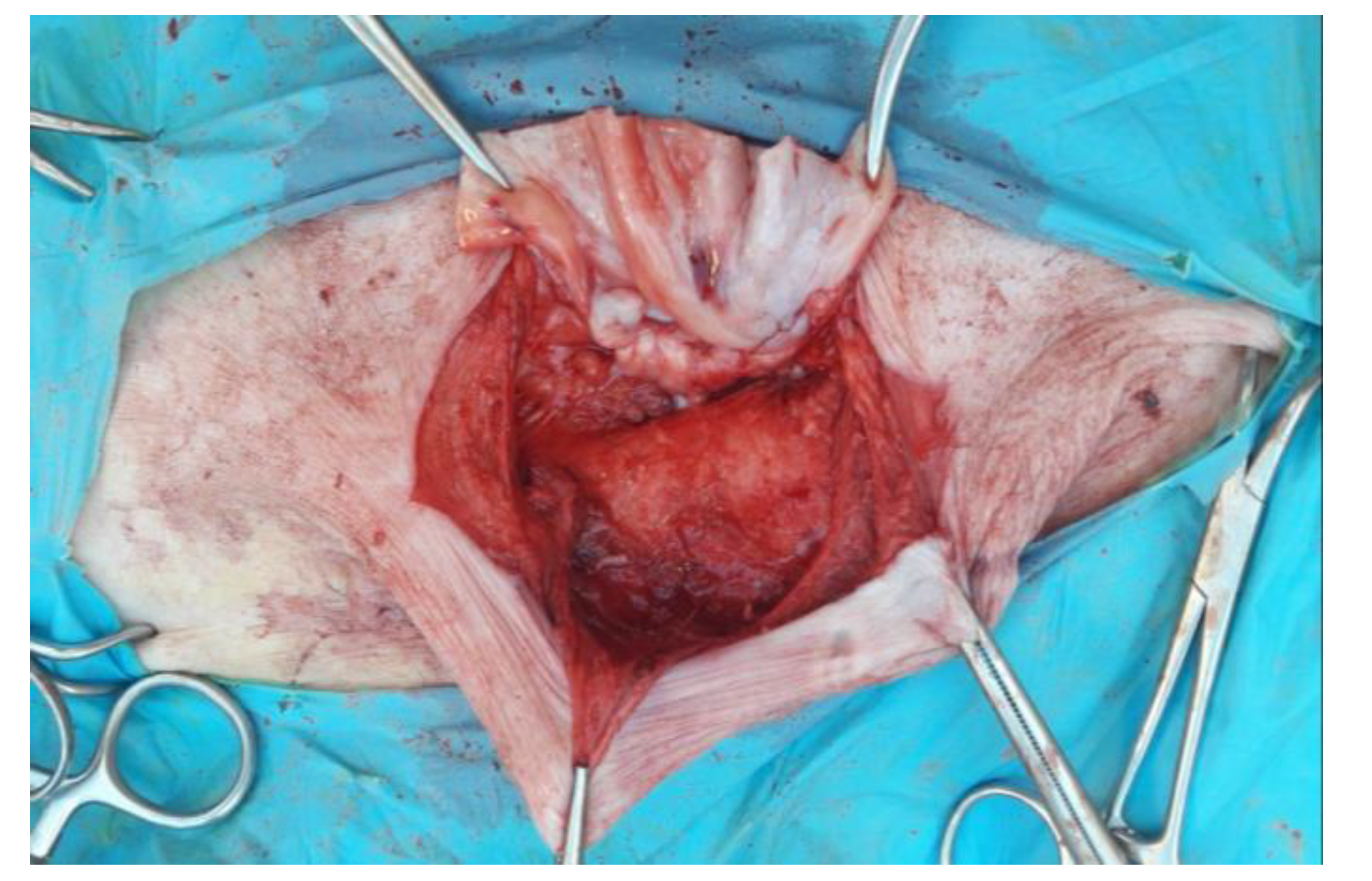 Animals 12 03240 g005 Animals 12 03240 g005