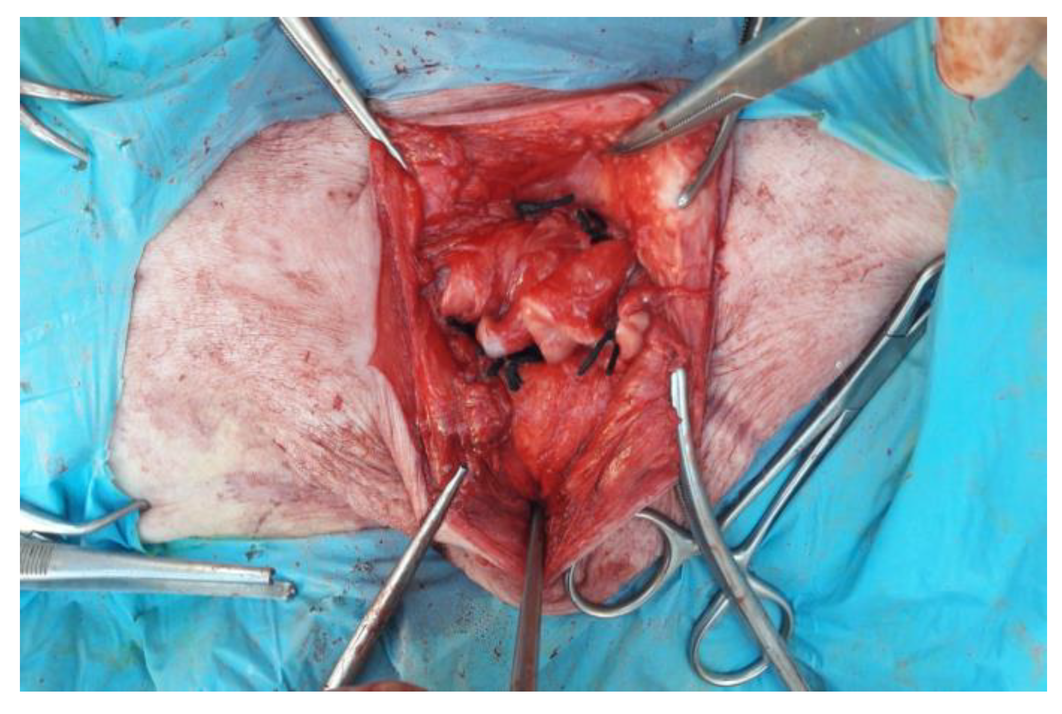 Animals 12 03240 g006 Animals 12 03240 g006