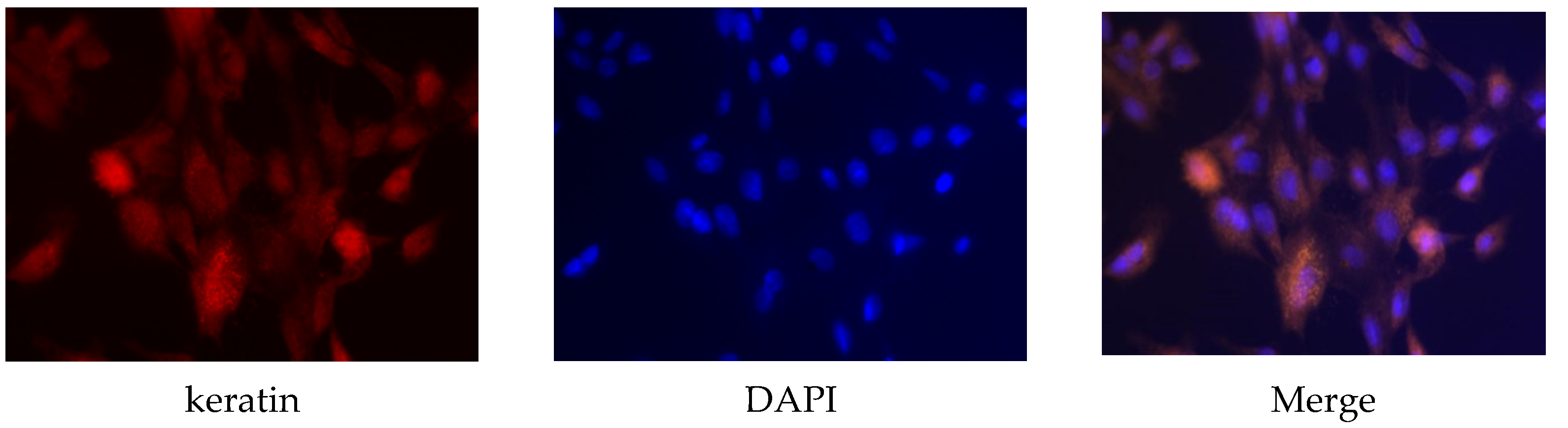 Animals 12 03241 g001