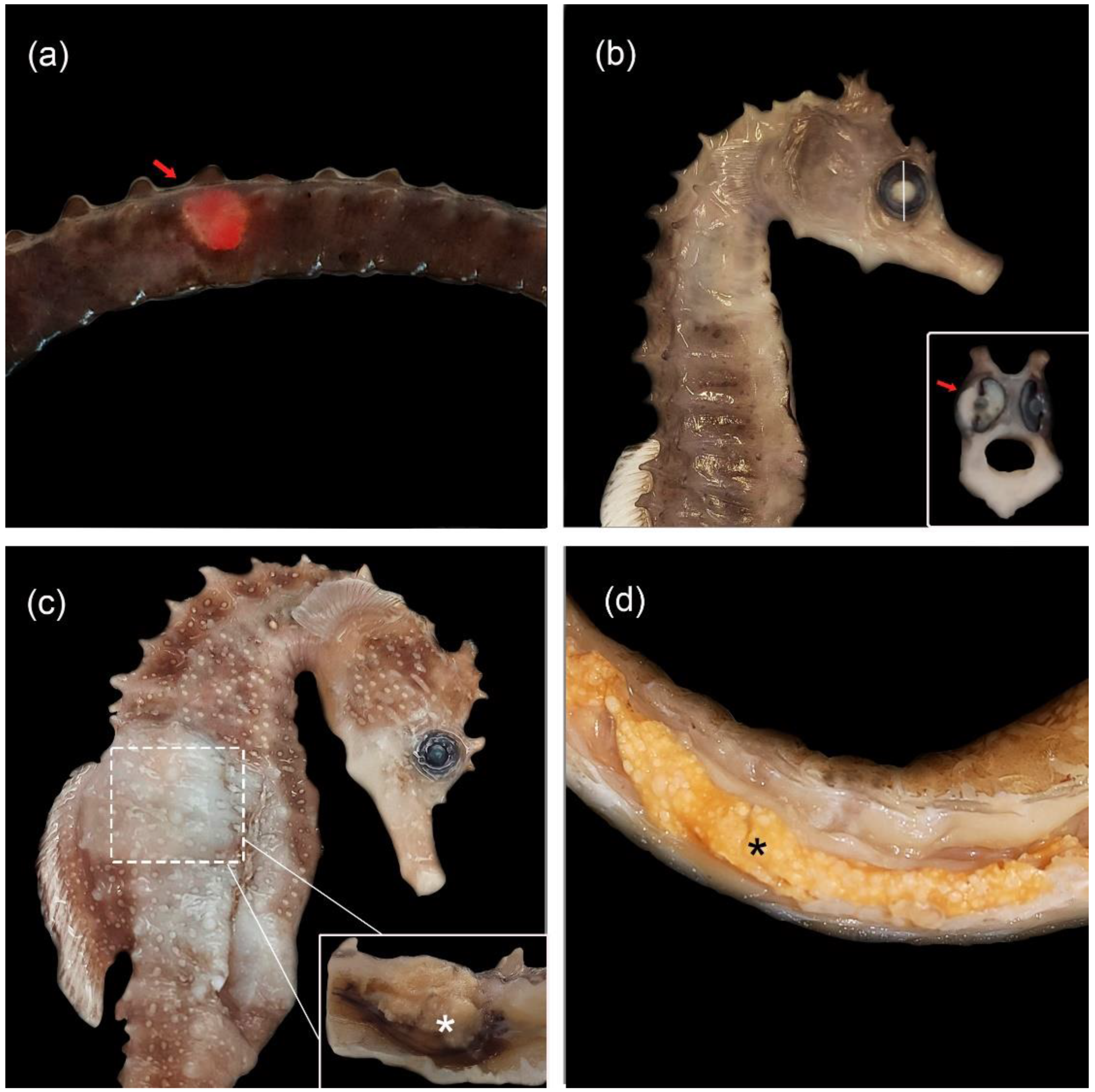 Animals 12 03259 g001