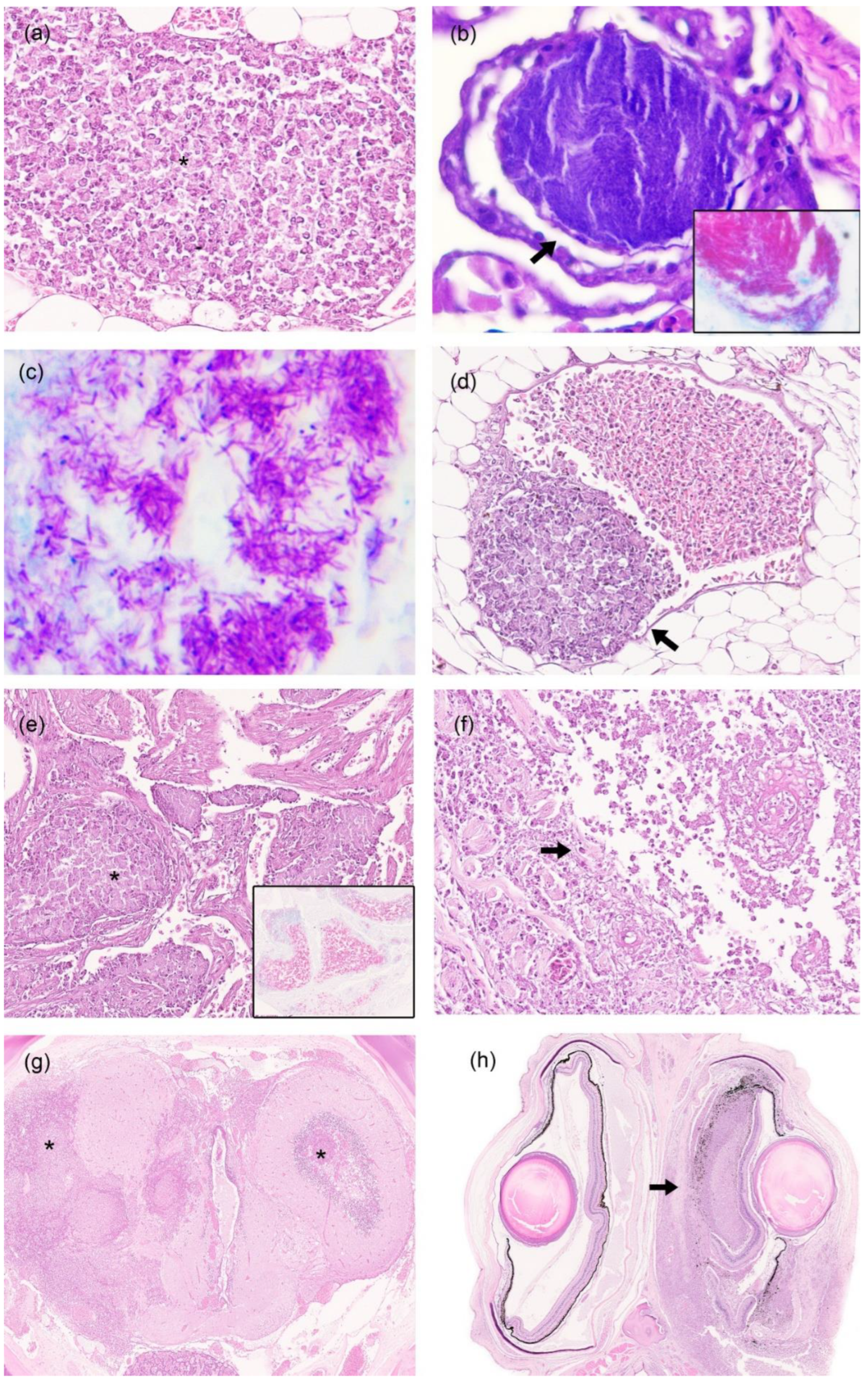 Animals 12 03259 g002