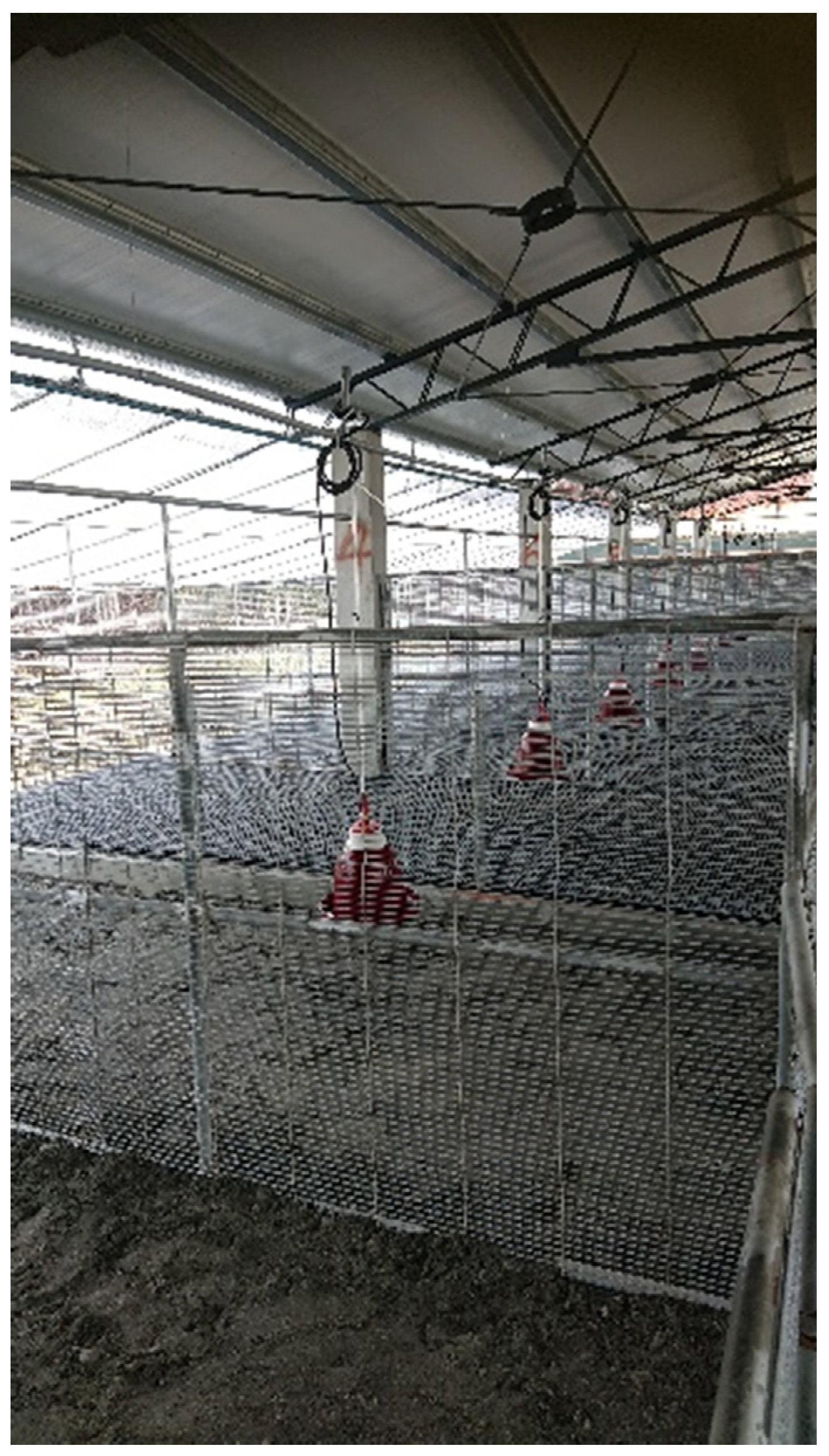 Animals 12 03273 g001