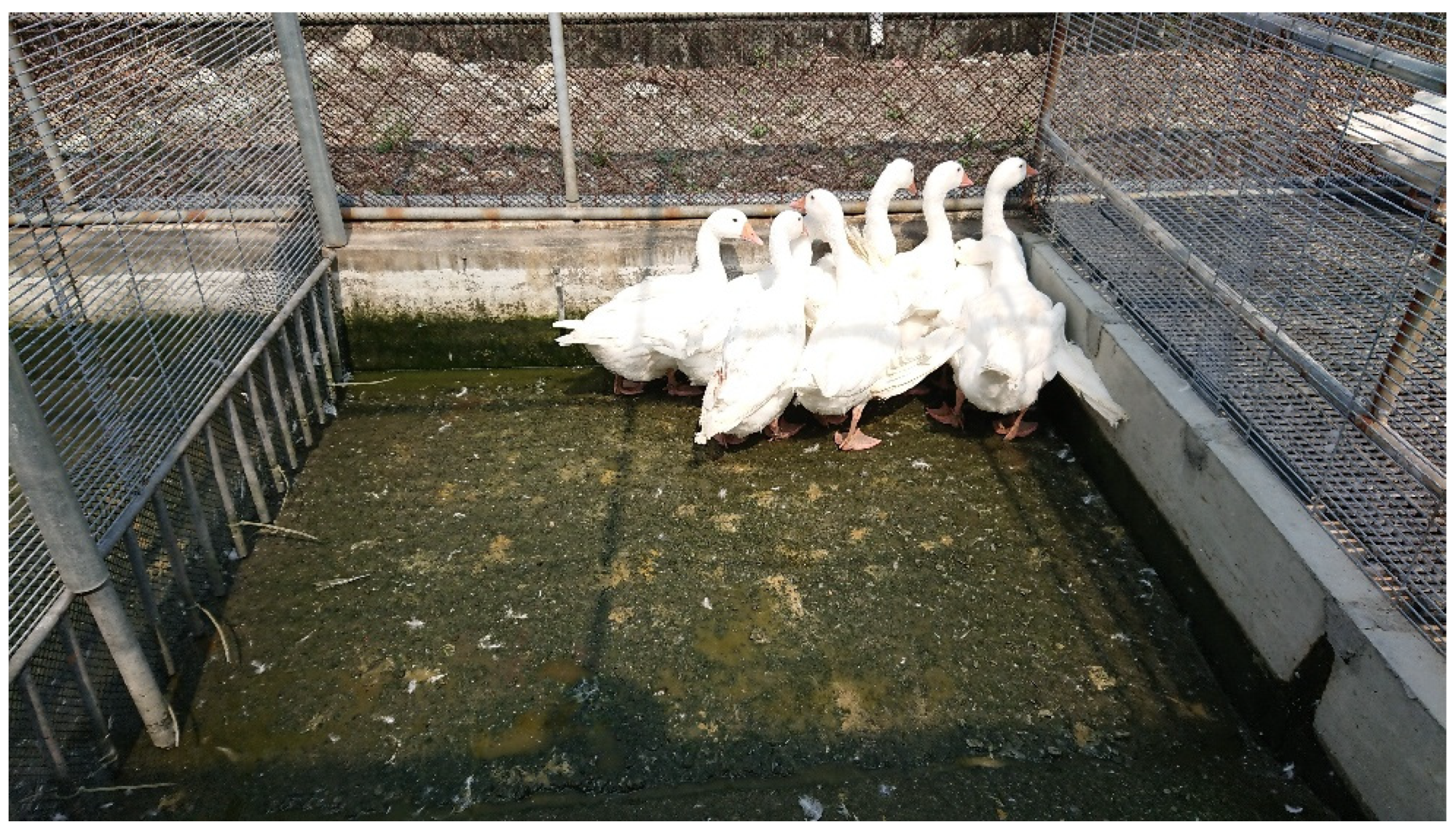 Animals 12 03273 g002