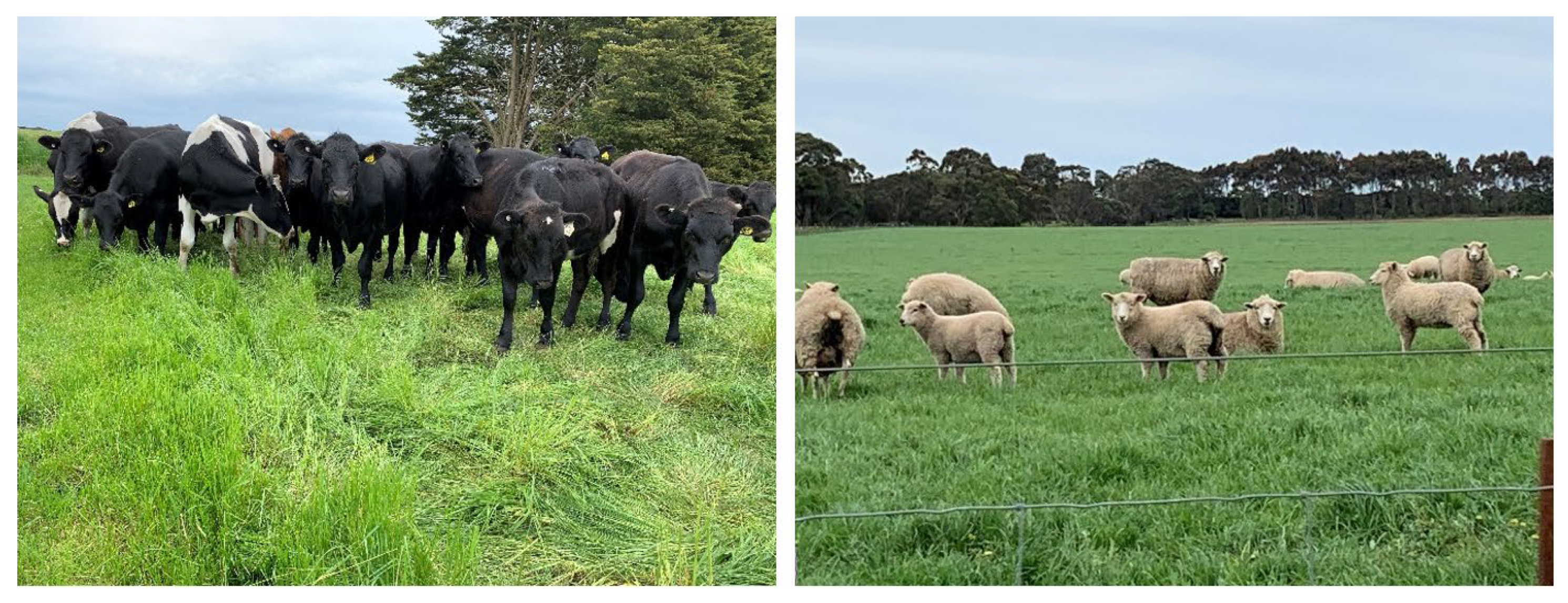 Animals 12 03279 g002