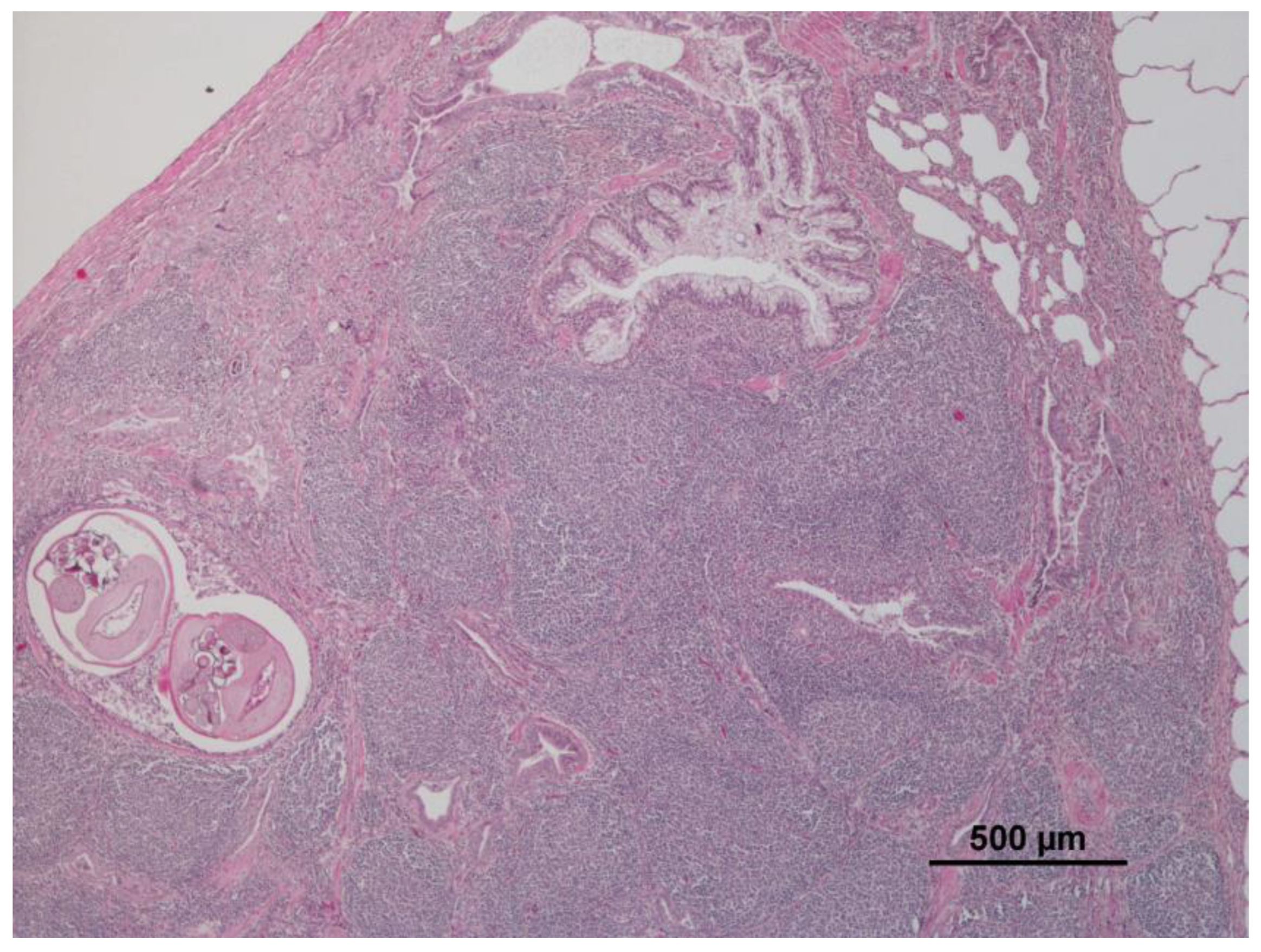 Animals 12 03282 g001