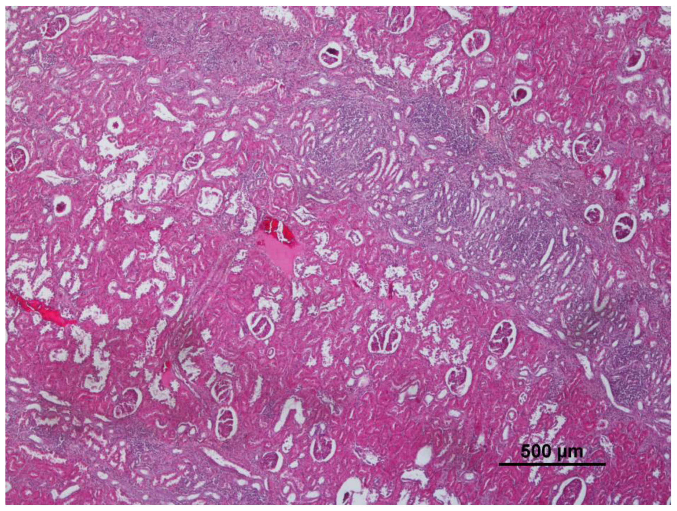 Animals 12 03282 g003