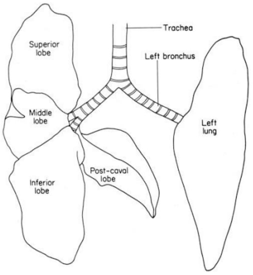 Animals 12 03305 g001