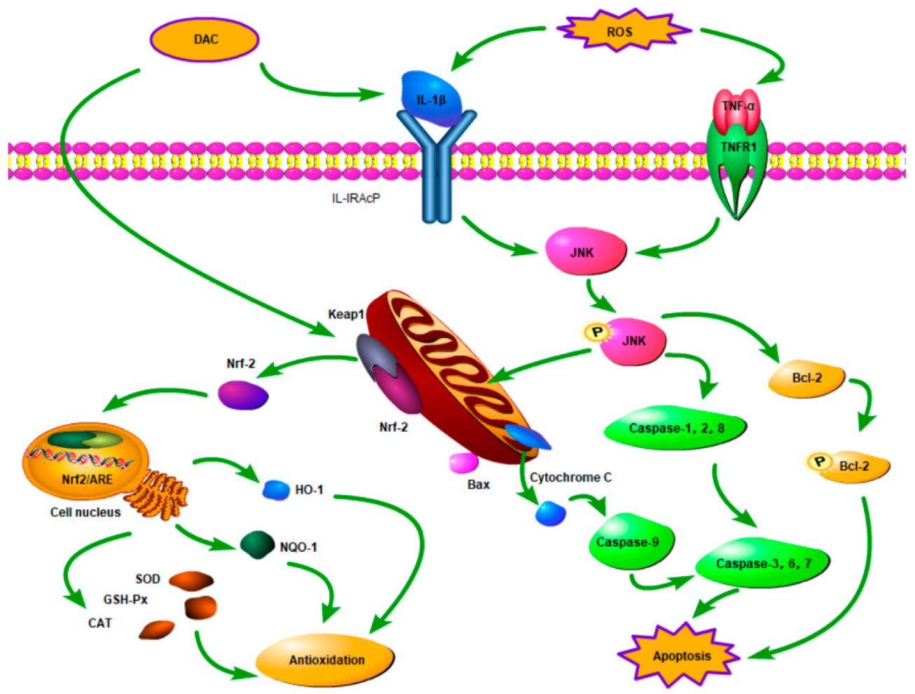 Animals 12 03320 g005 Animals 12 03320 g005