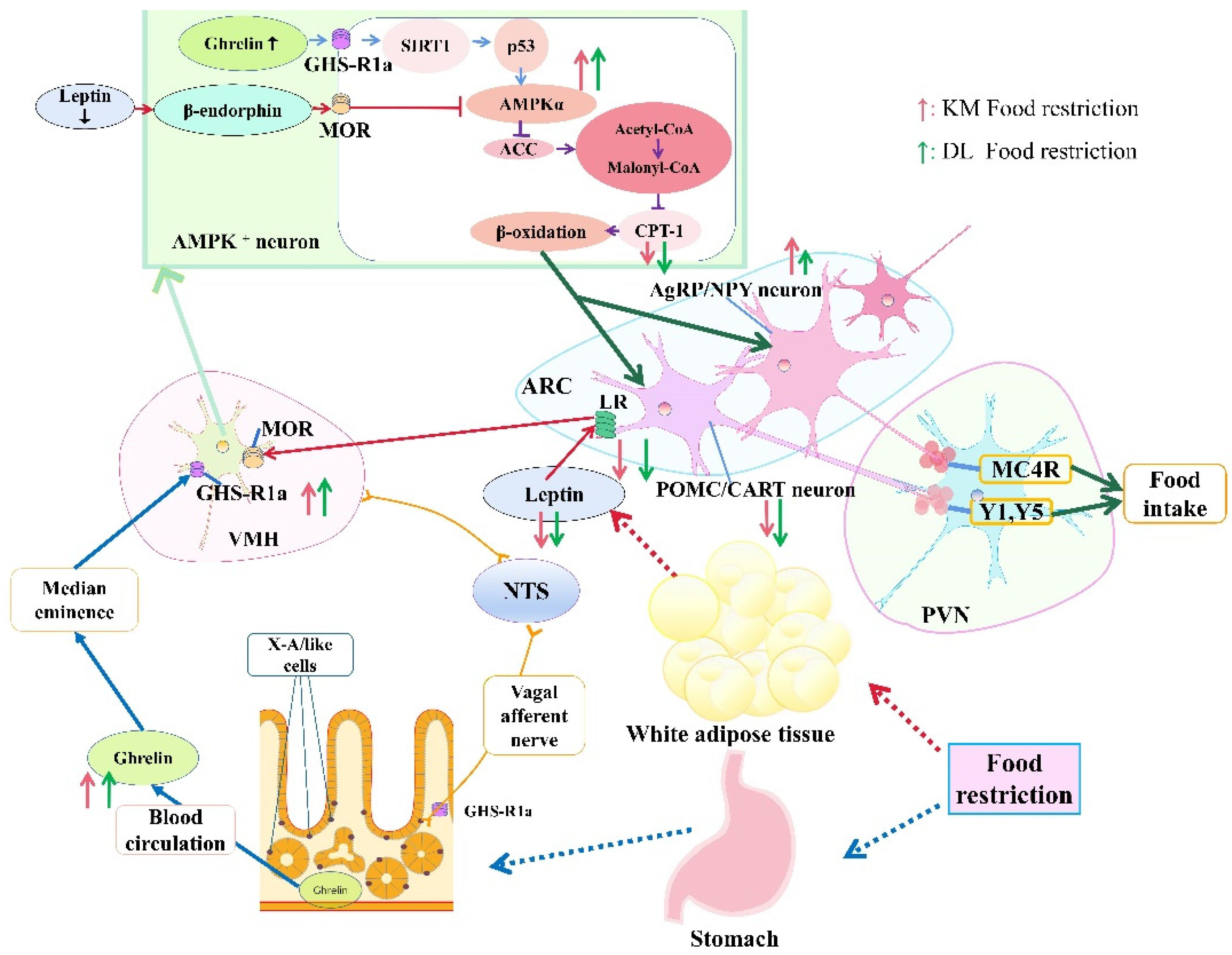 Animals 12 03333 g008