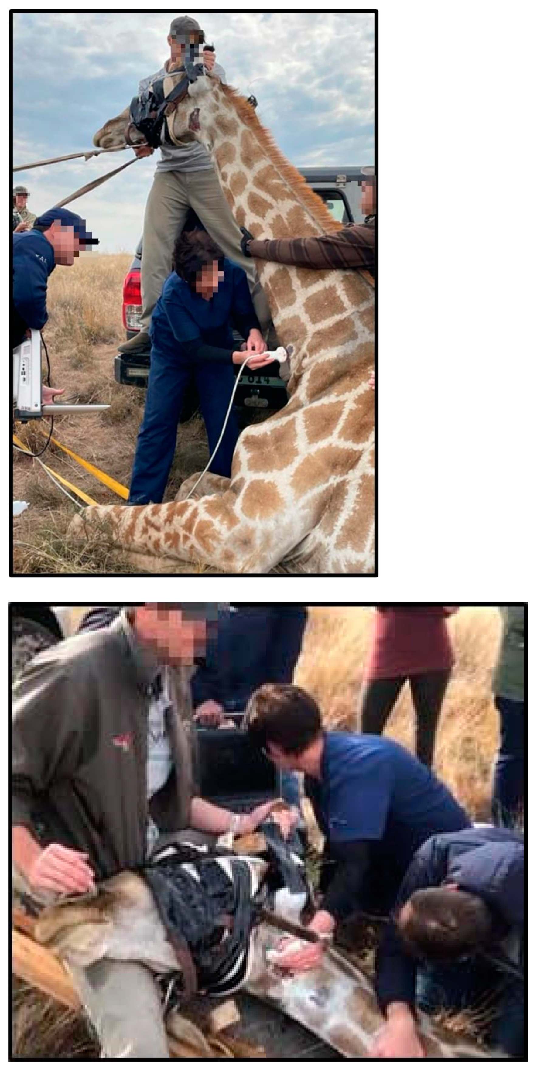 Animals 12 03348 g001