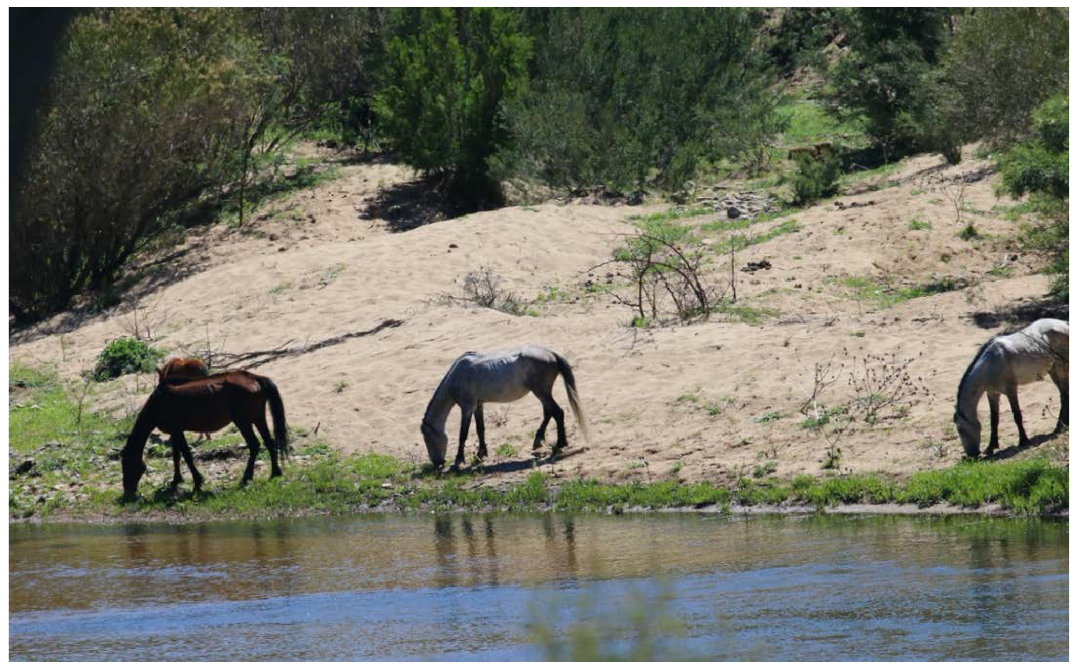 Animals 12 03385 g001 Animals 12 03385 g001