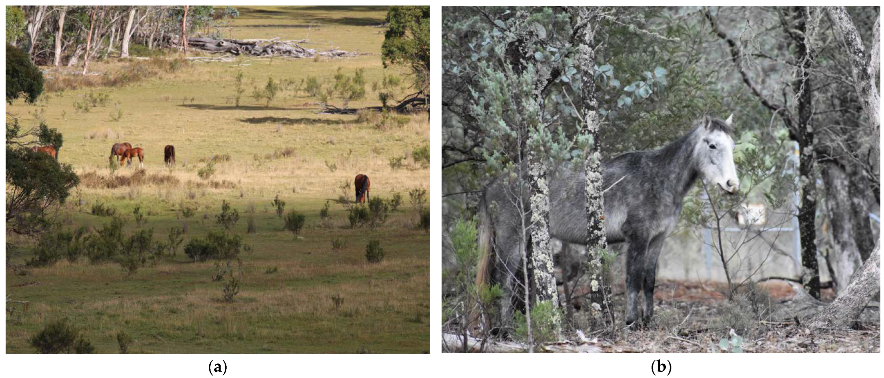 Animals 12 03385 g002 Animals 12 03385 g002