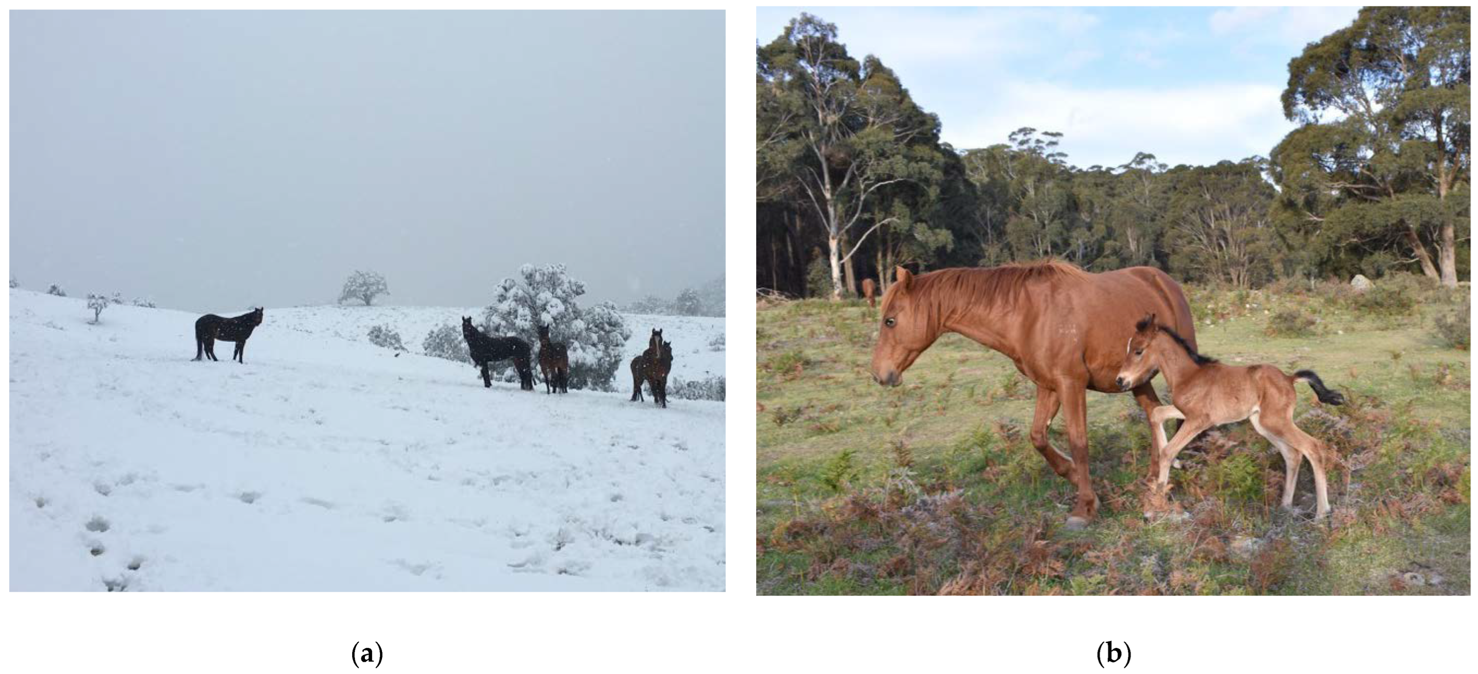 Animals 12 03385 g005 Animals 12 03385 g005