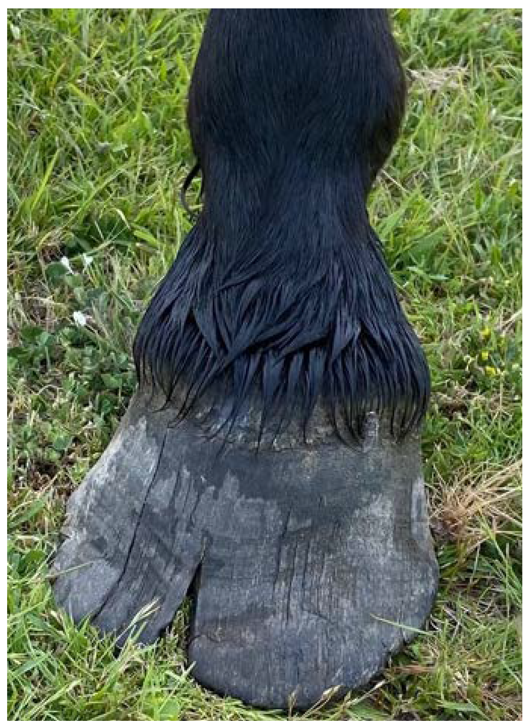 Animals 12 03385 g006 Animals 12 03385 g006