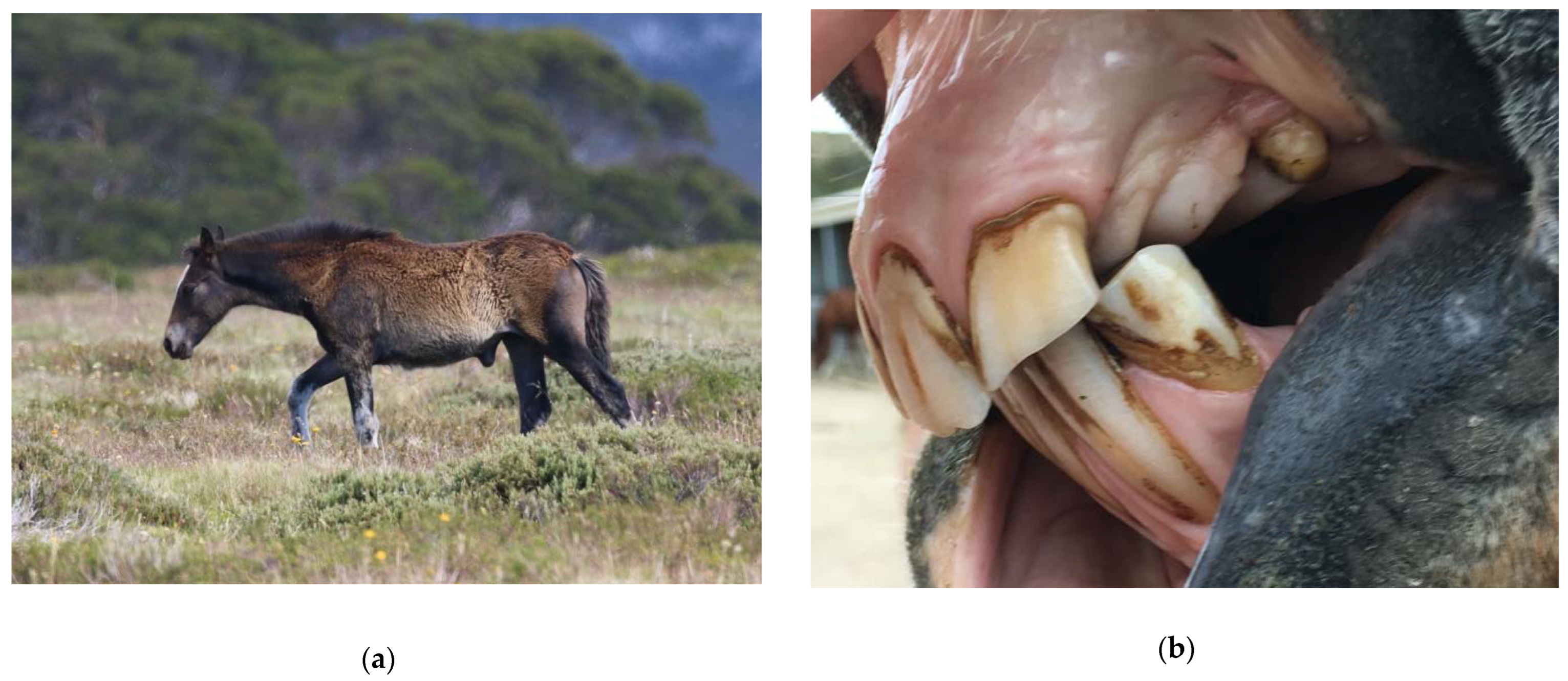 Animals 12 03385 g007 Animals 12 03385 g007