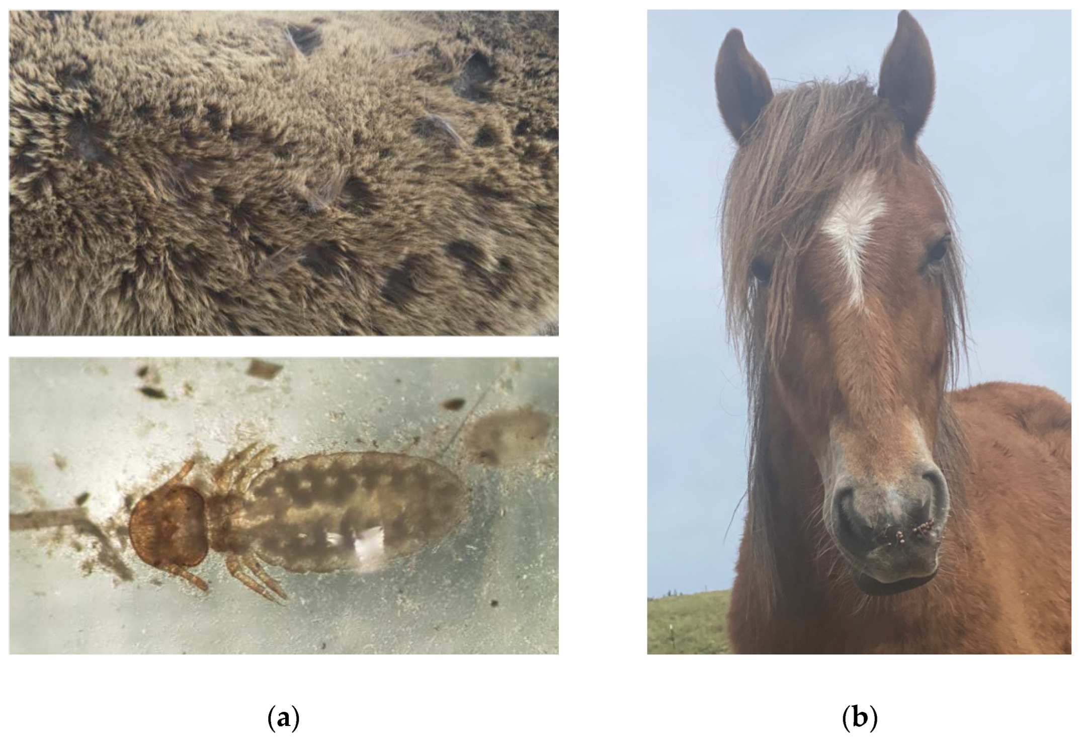 Animals 12 03385 g008 Animals 12 03385 g008